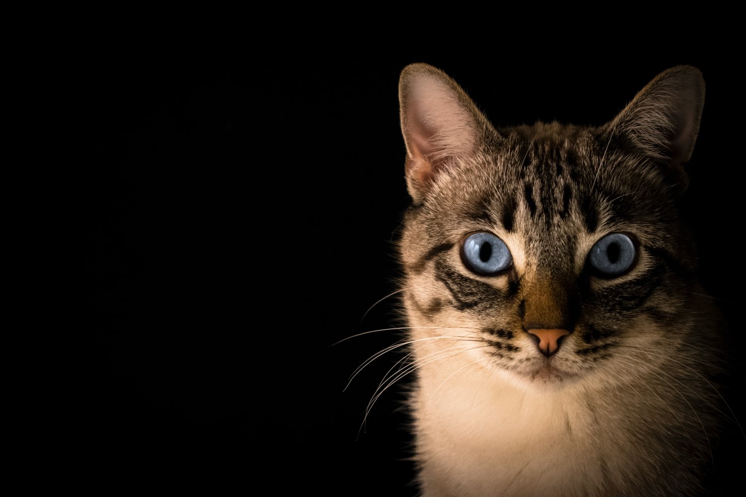 Cat Photography Tips and Ideas