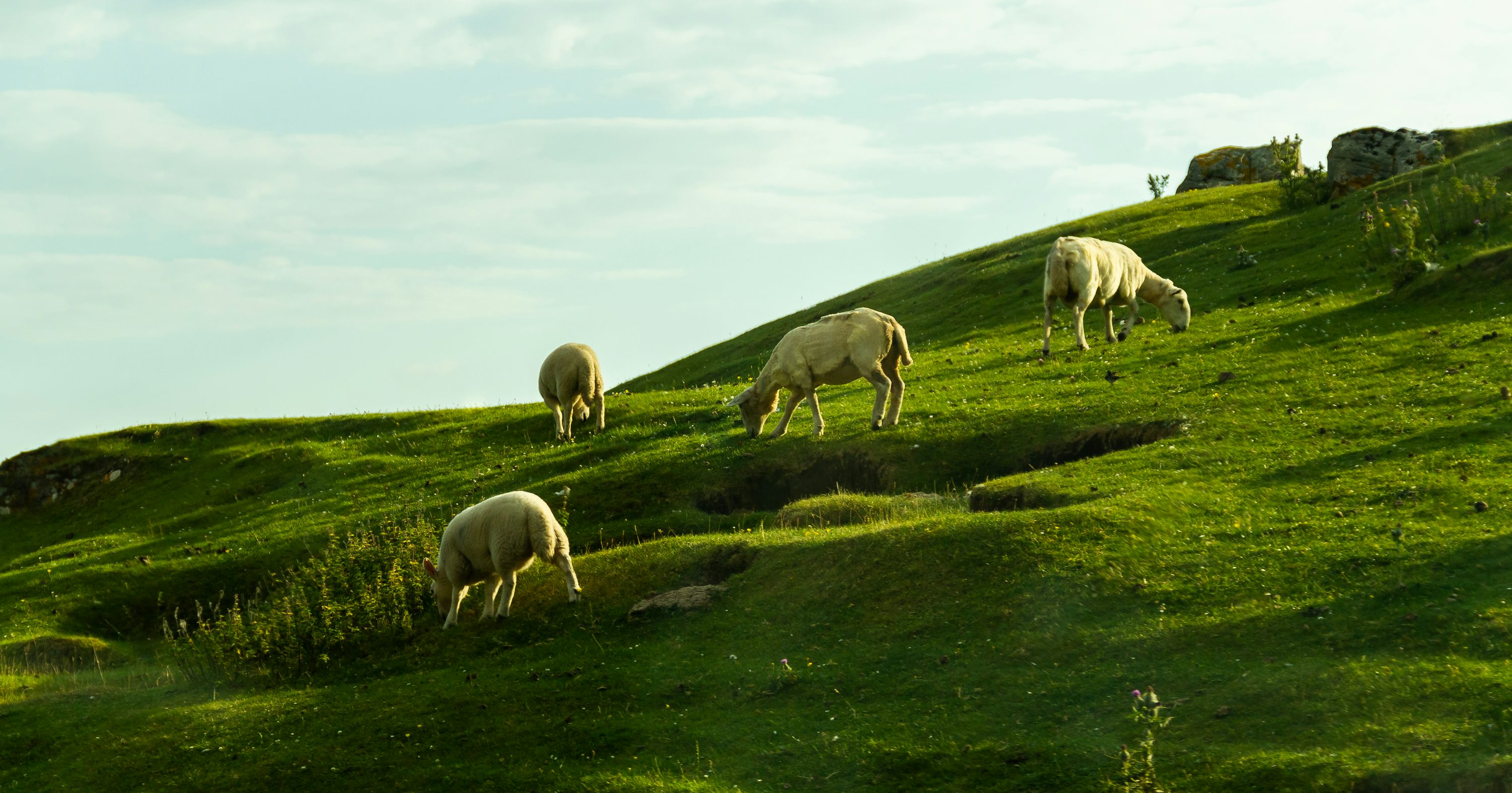 Green Pasture Picture [HD]. Download
