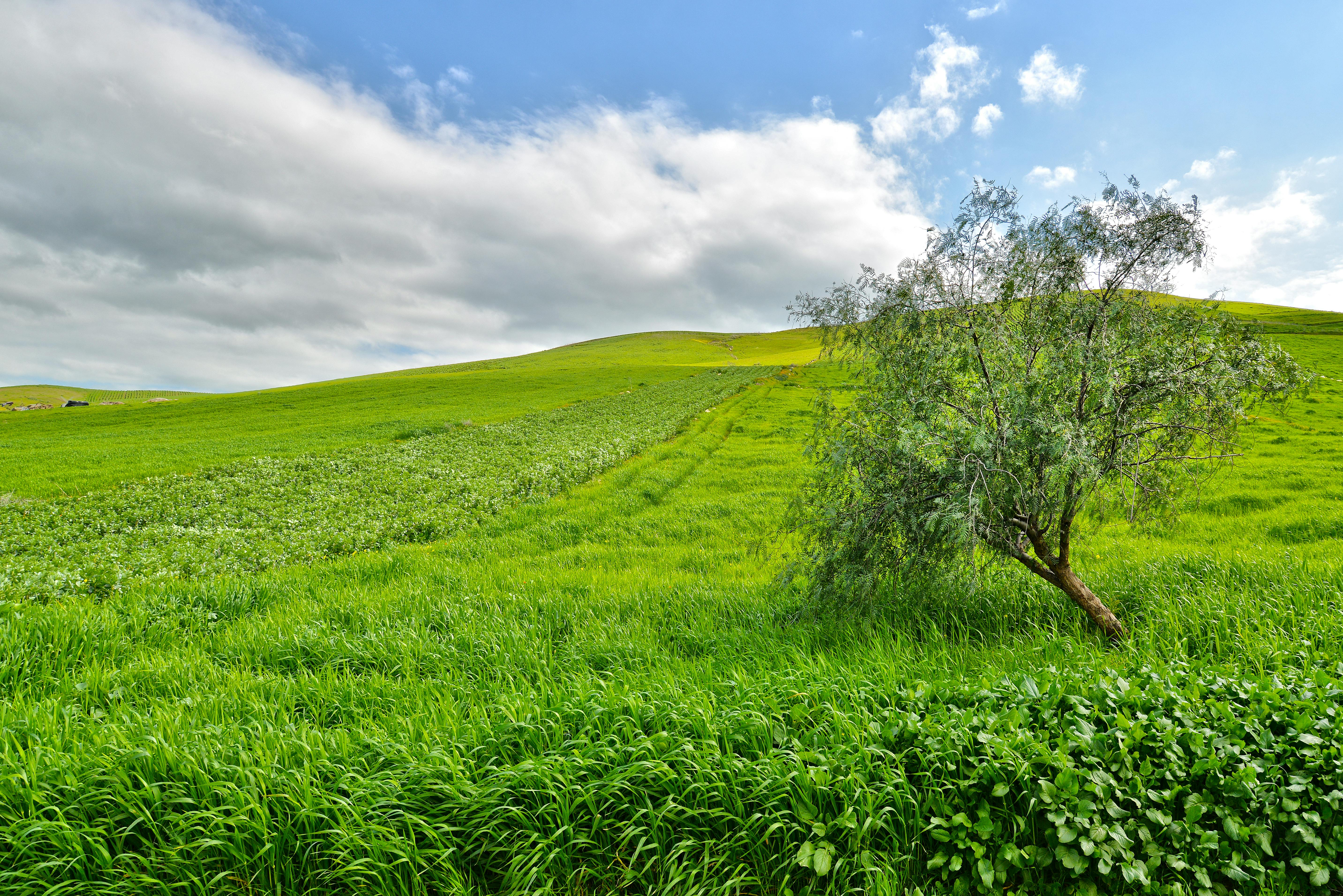 Green Pastures on the Hills · Free