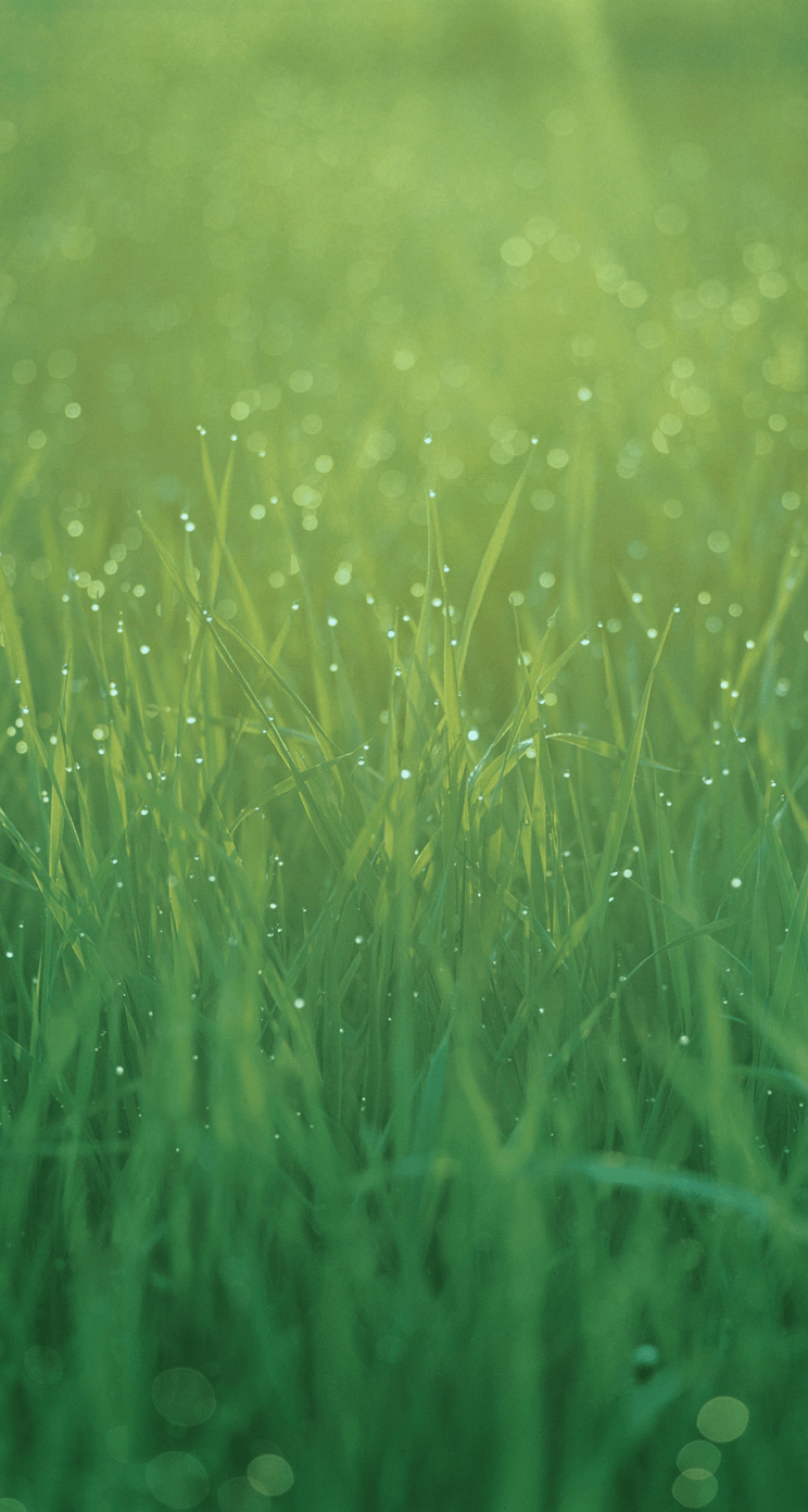 Most Popular Grass Wallpaper —