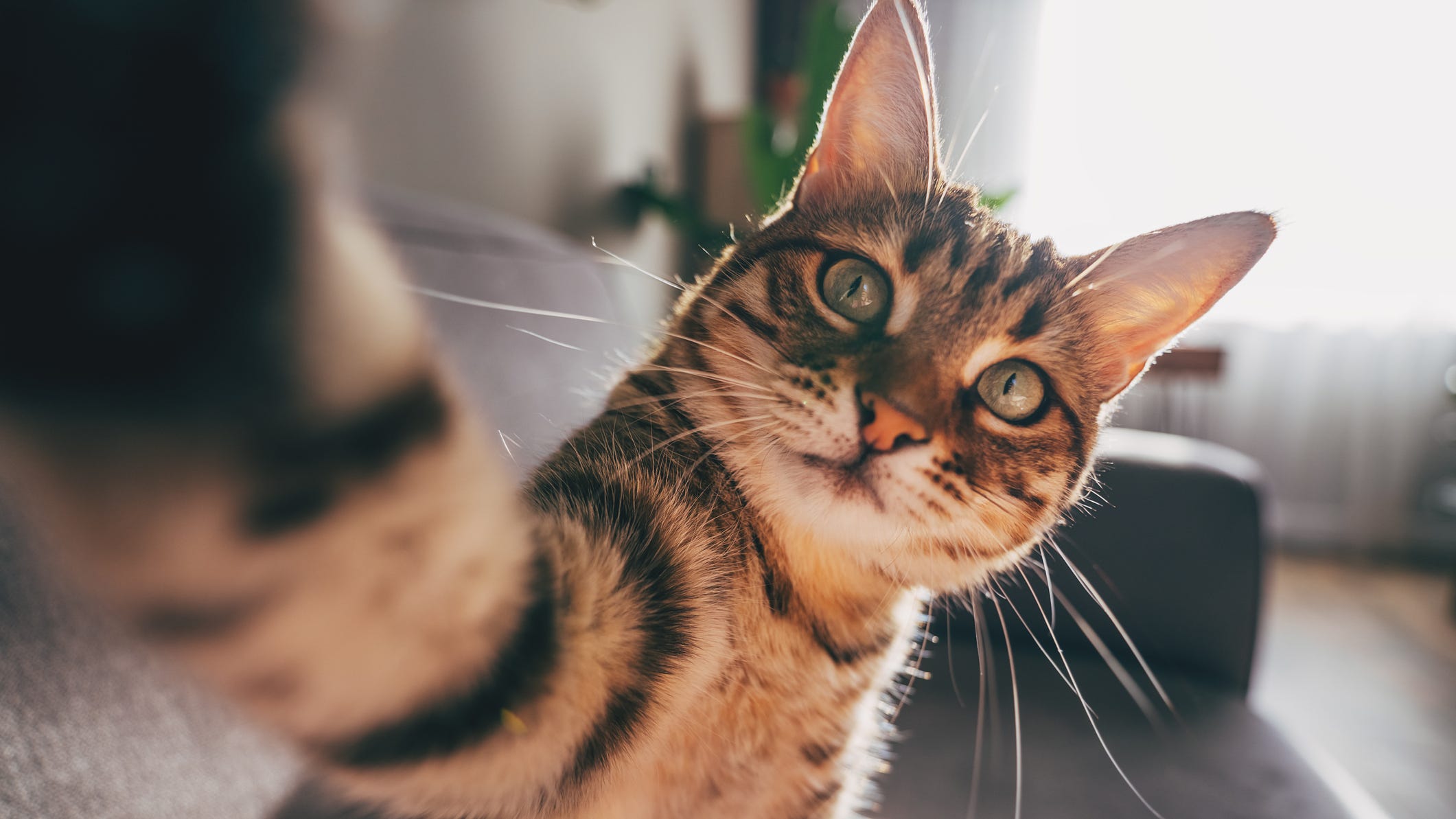 Best Cat Instagram Captions That Are
