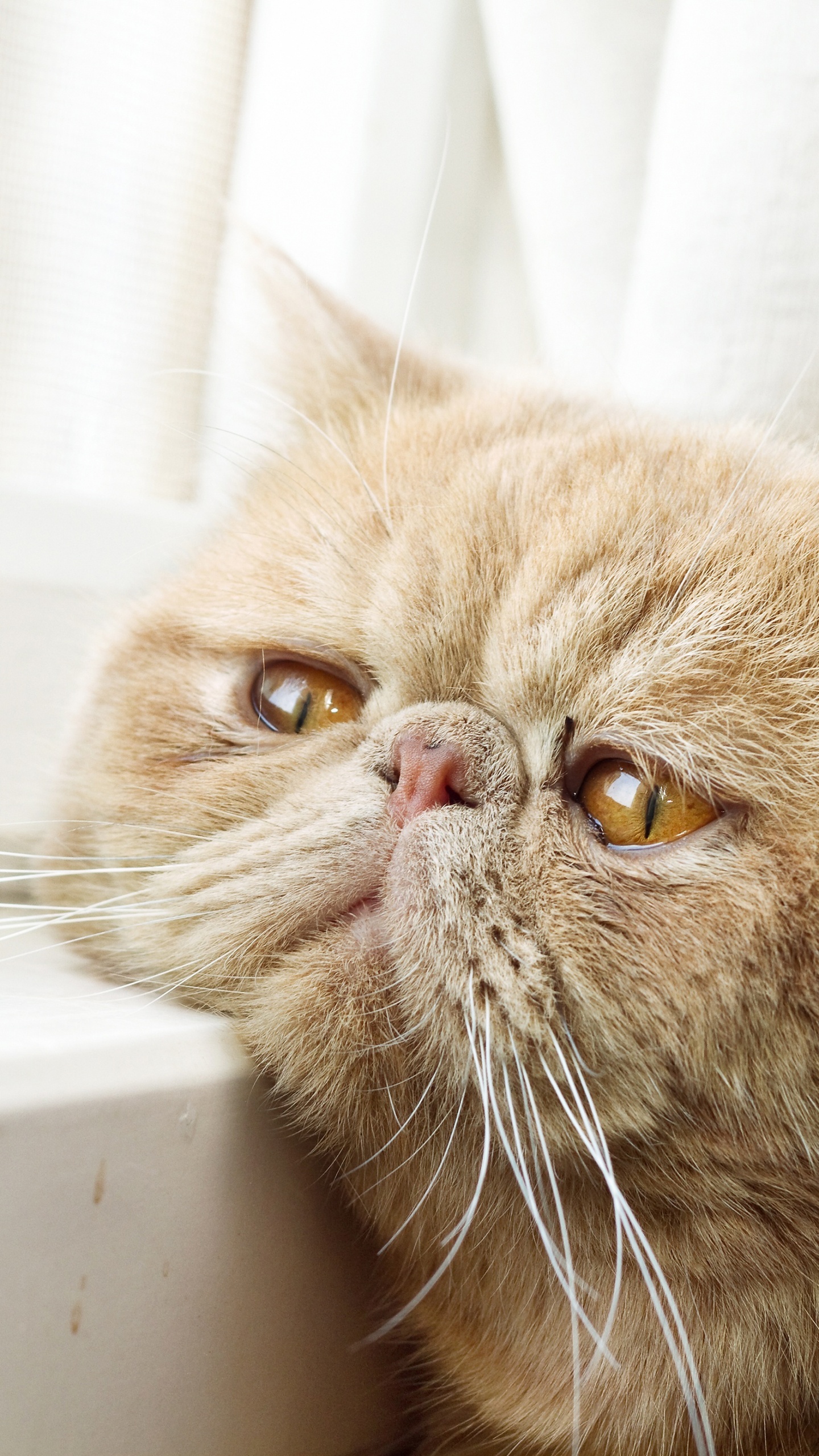 Exotic Shorthair Wallpaper 4K, Breed