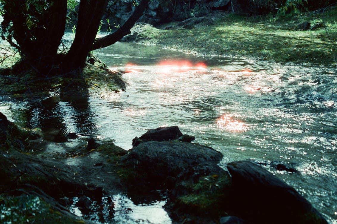 trees in the background · Free