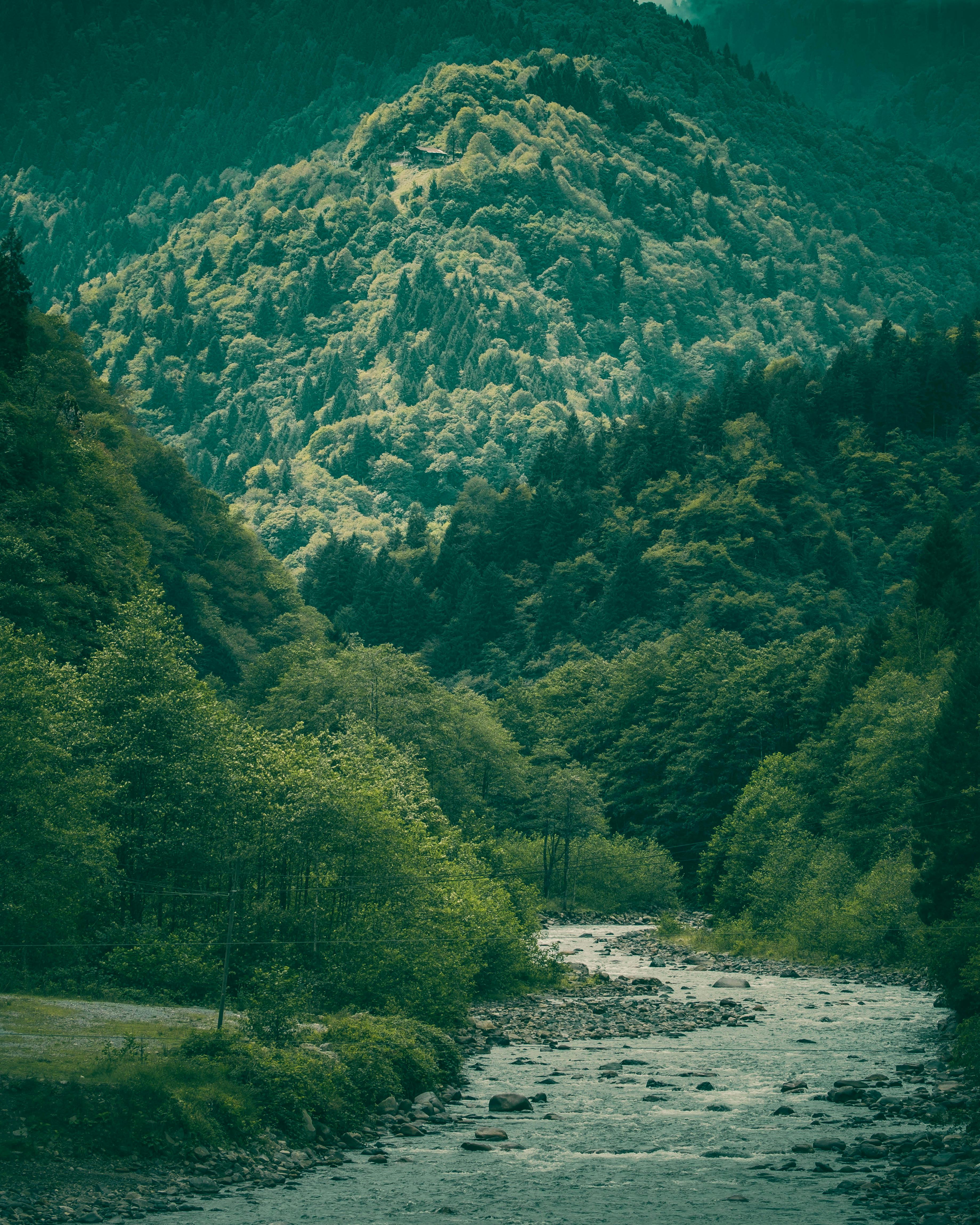 River in Forest under Hill · Free Stock