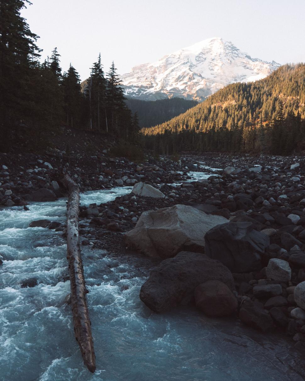 Photo of River Flowing Through Forest