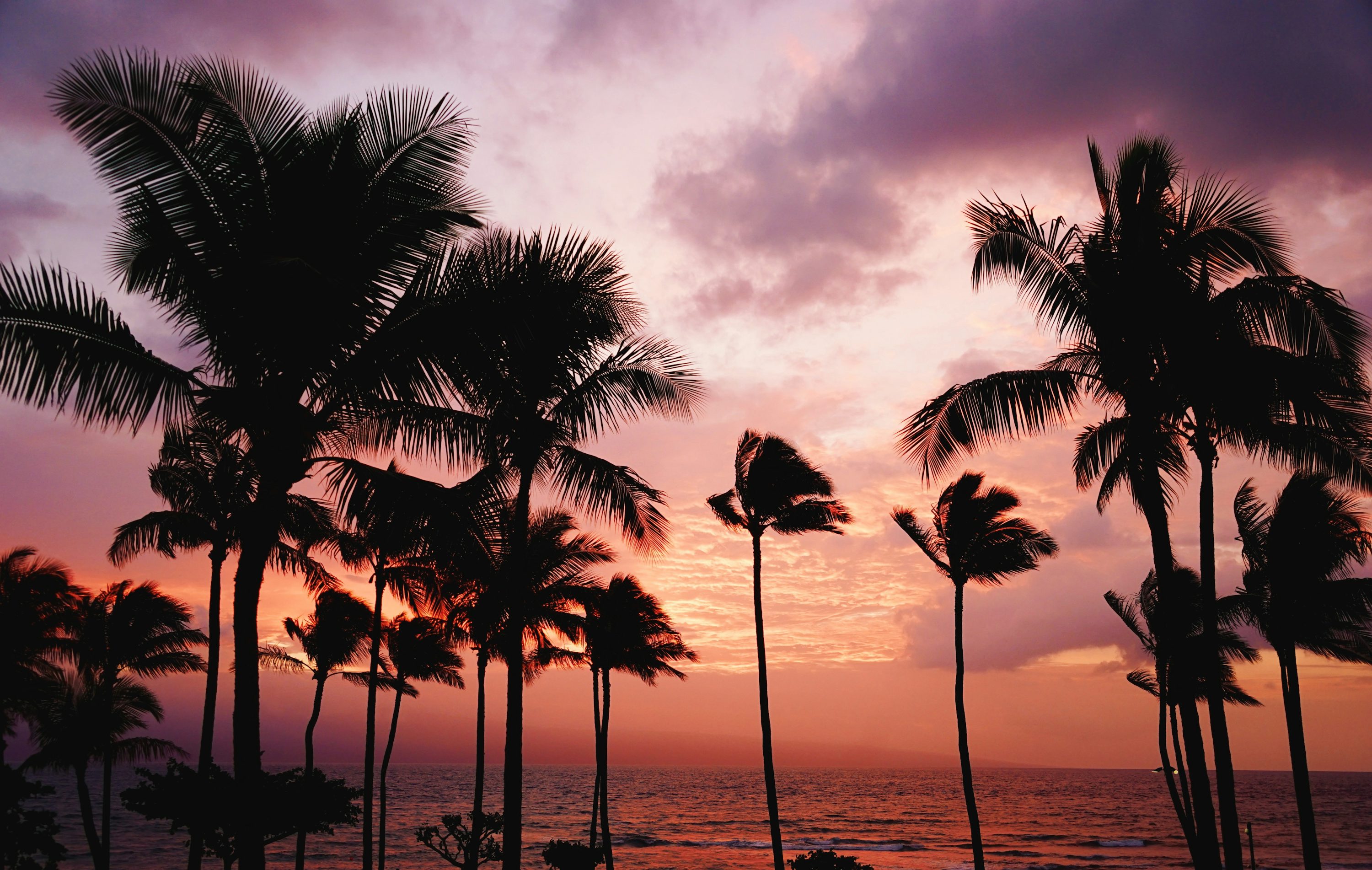 Sunset With Palm Tree Picture