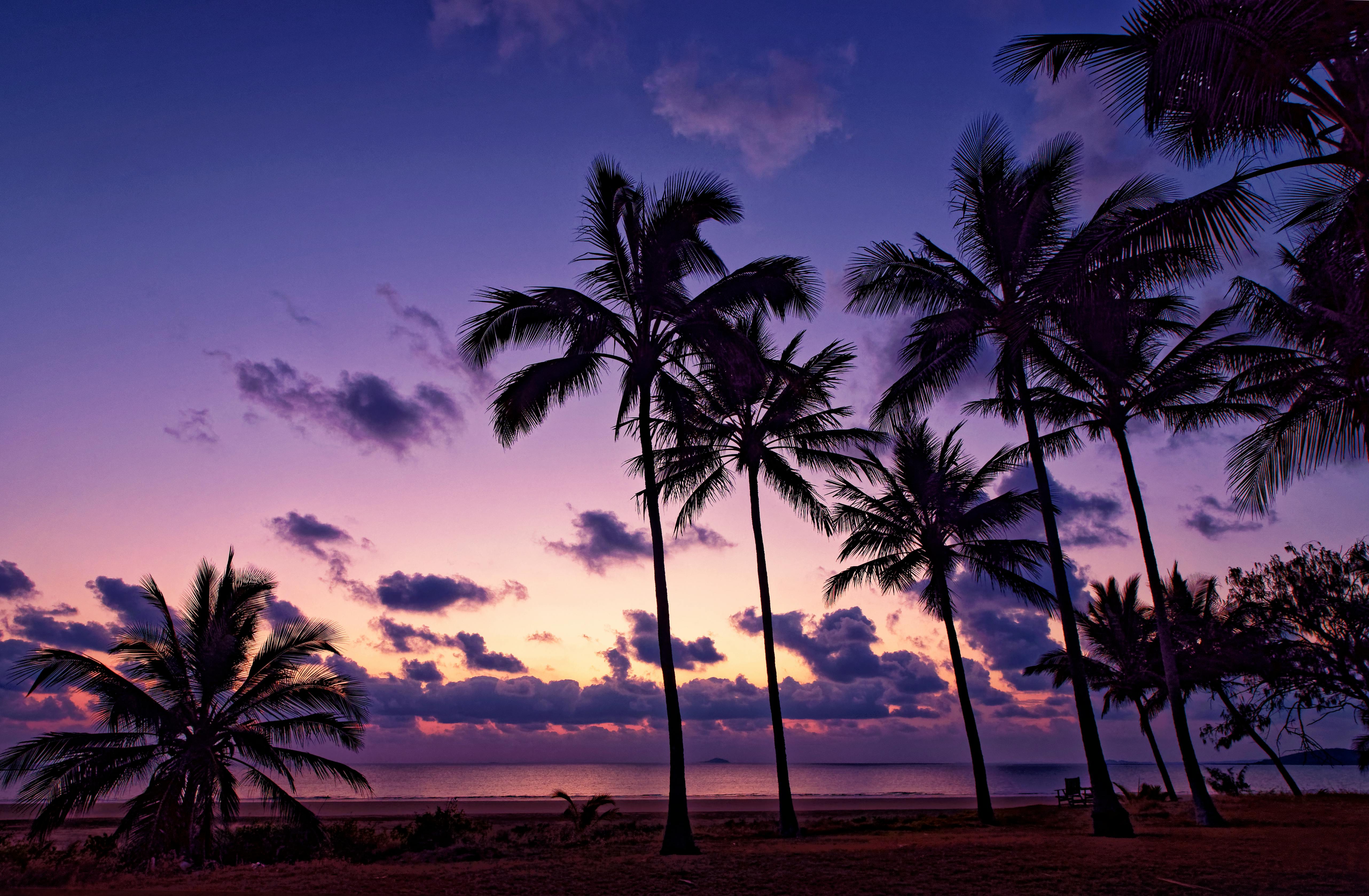 Palm Tree Sunset Photo, Download