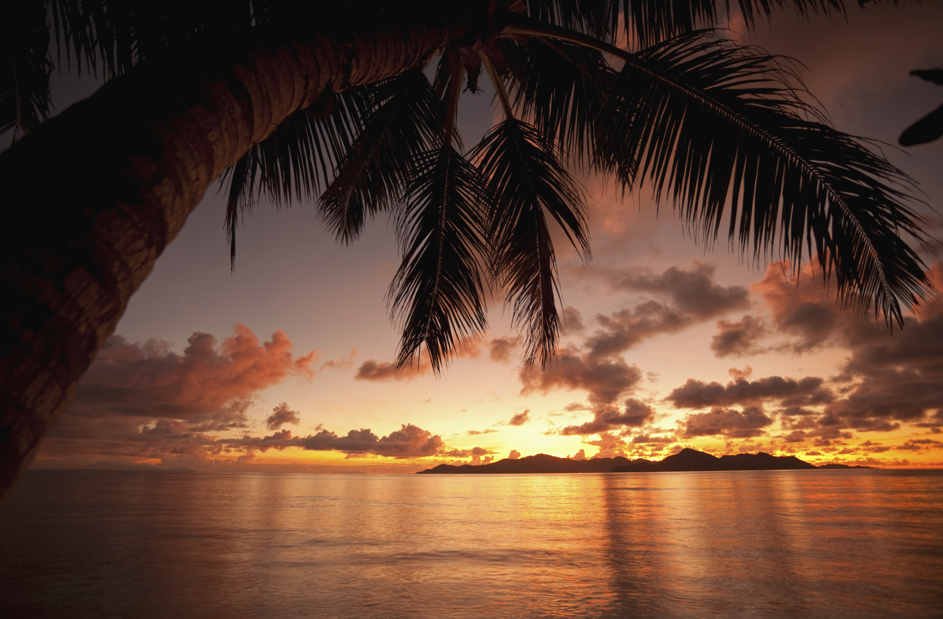 Sunset With Palm Tree Wall Mural
