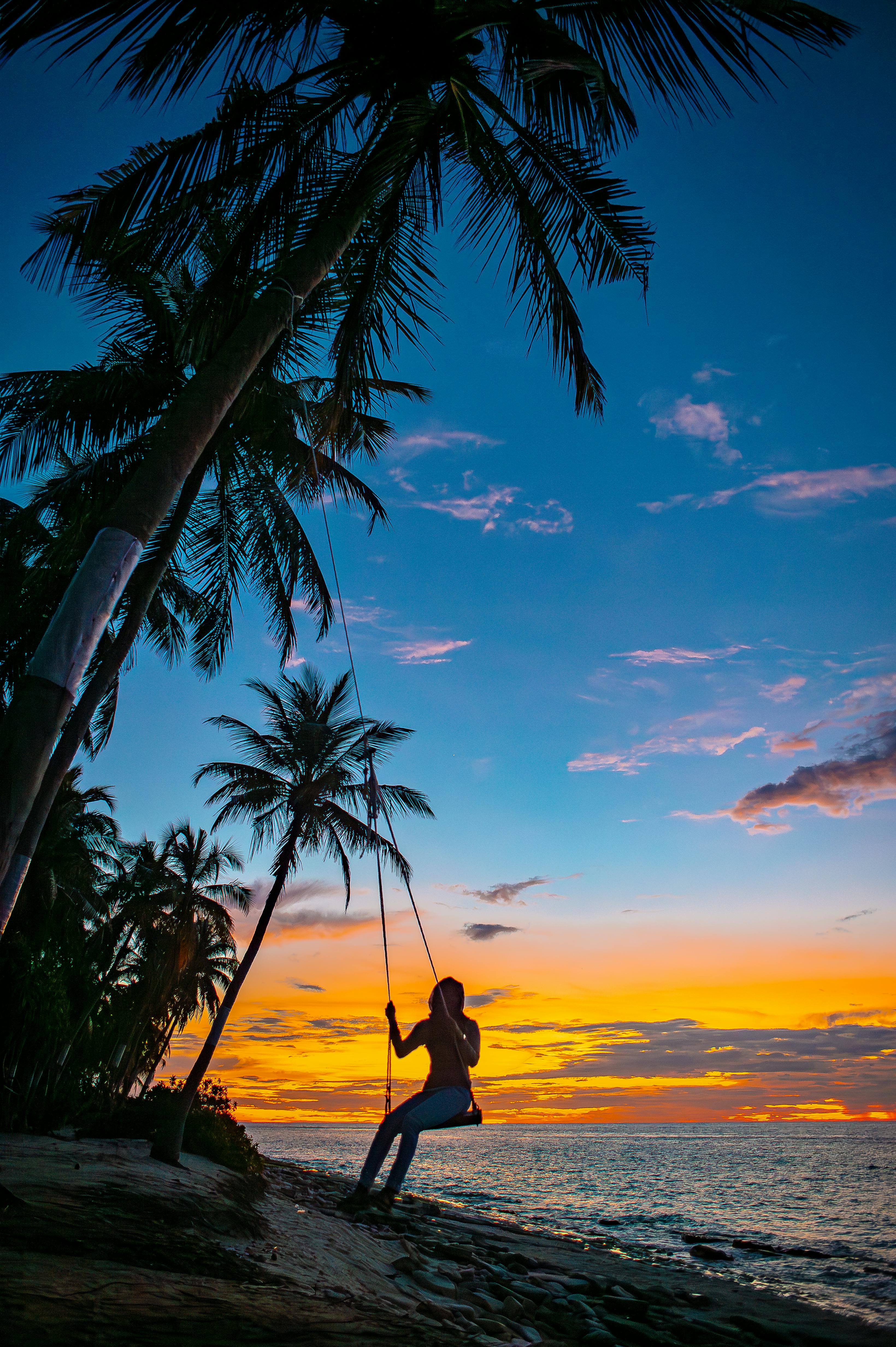 Palm Tree Sunset Photo, Download