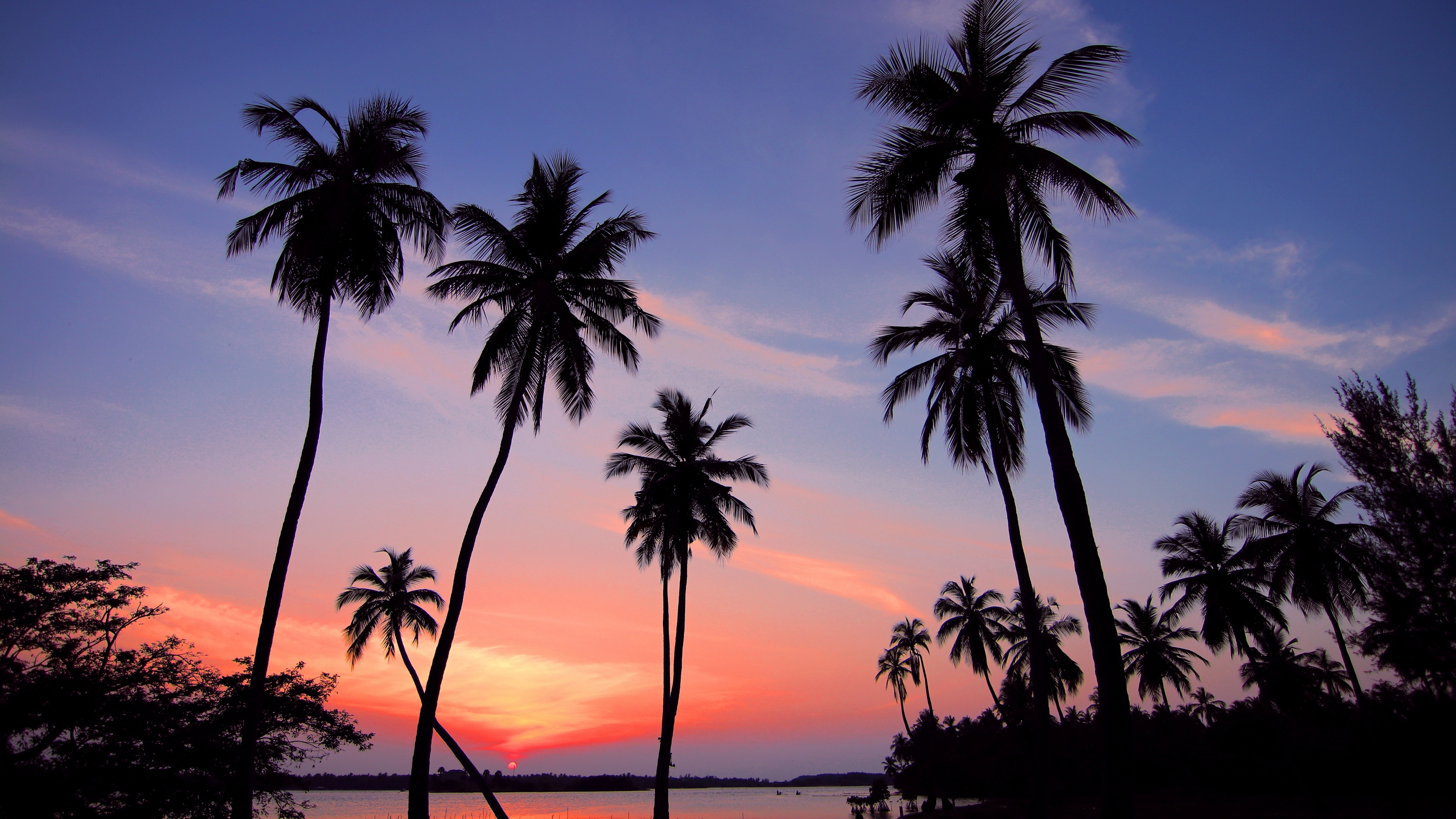 Palm trees Wallpaper 4K, Sunset