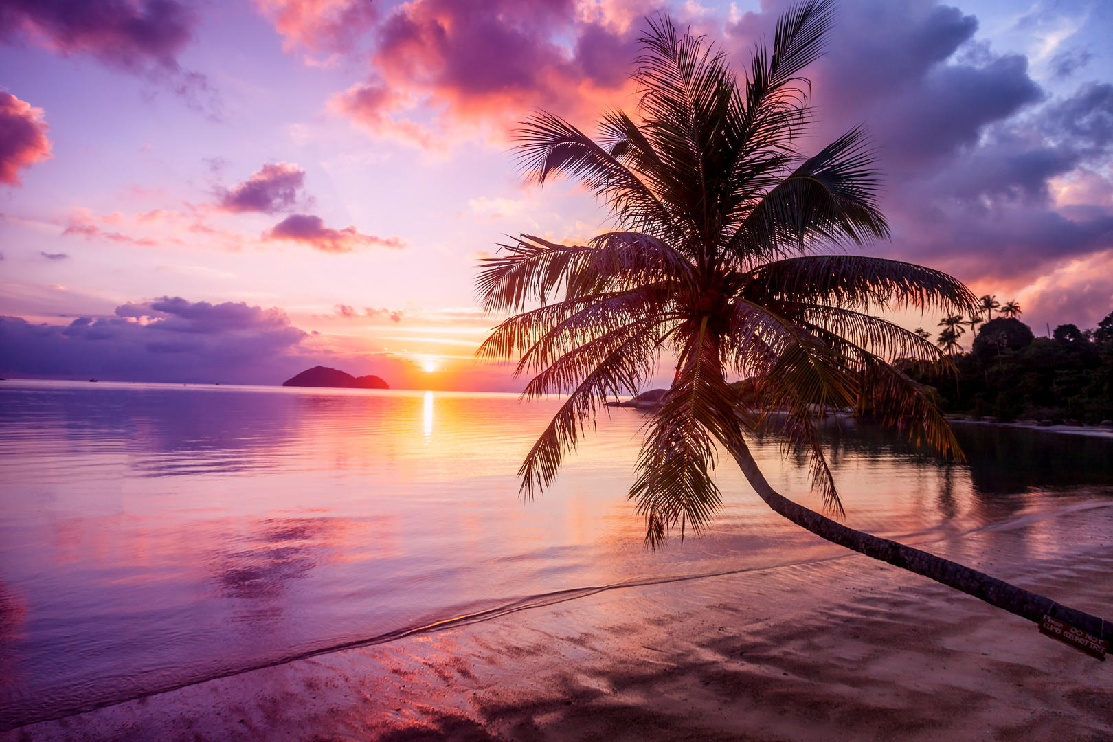 Wall mural beach, sunset, palm tree