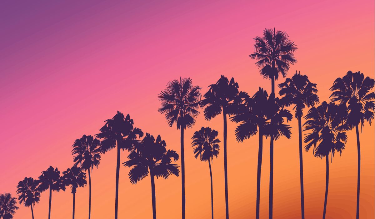 Palm Tree Sunset Time Wallpaper