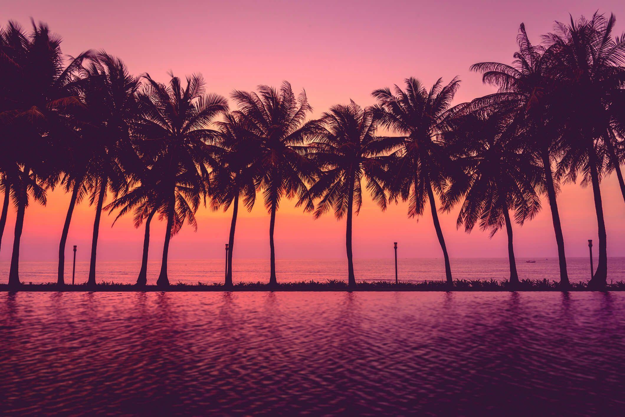 Pink Palm Tree Wallpaper Free