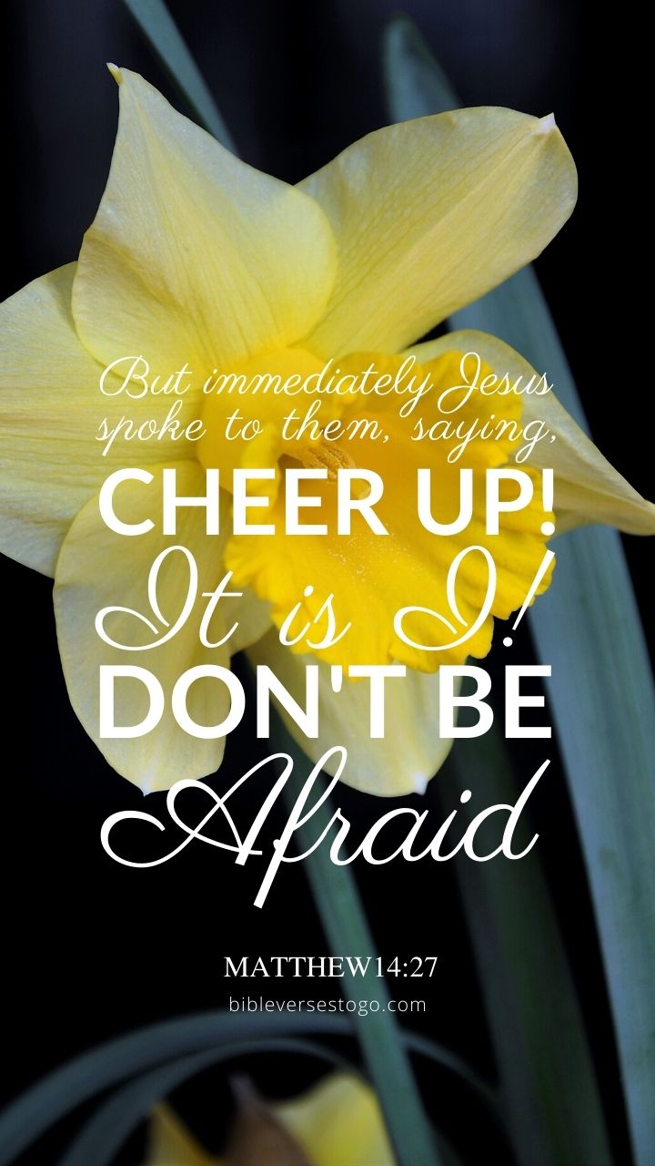 Cheery Daffodil Matthew 14:27