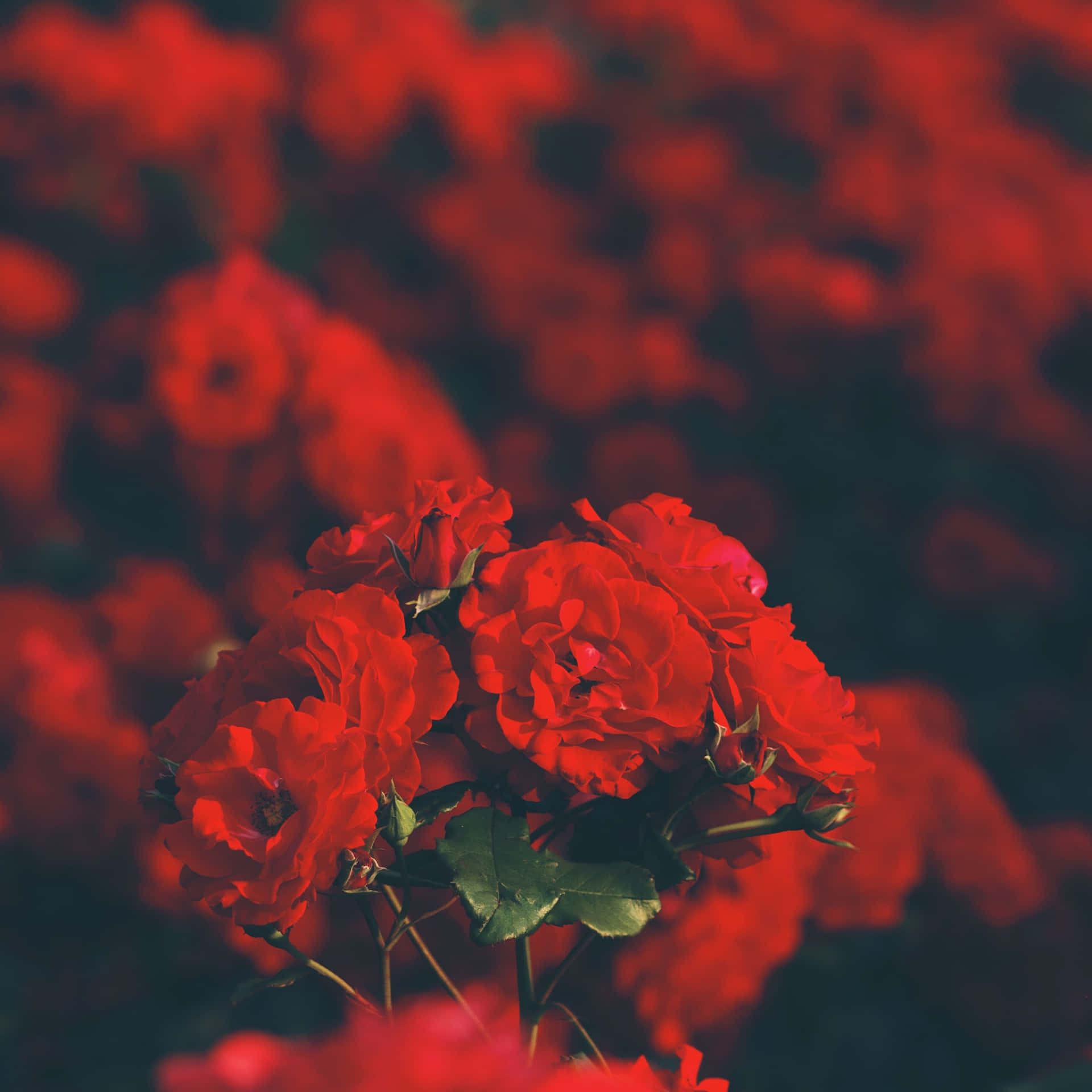 Red Flower Aesthetic Wallpaper