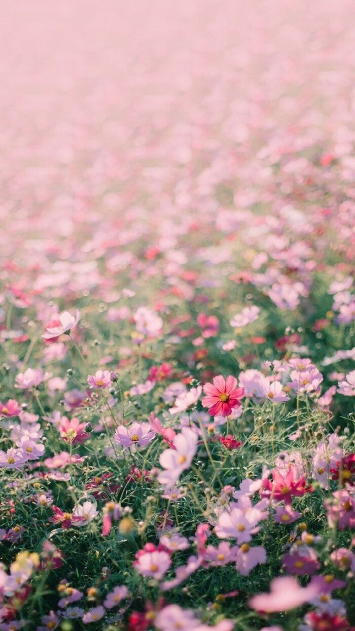 Flower wallpaper photo The varicolored