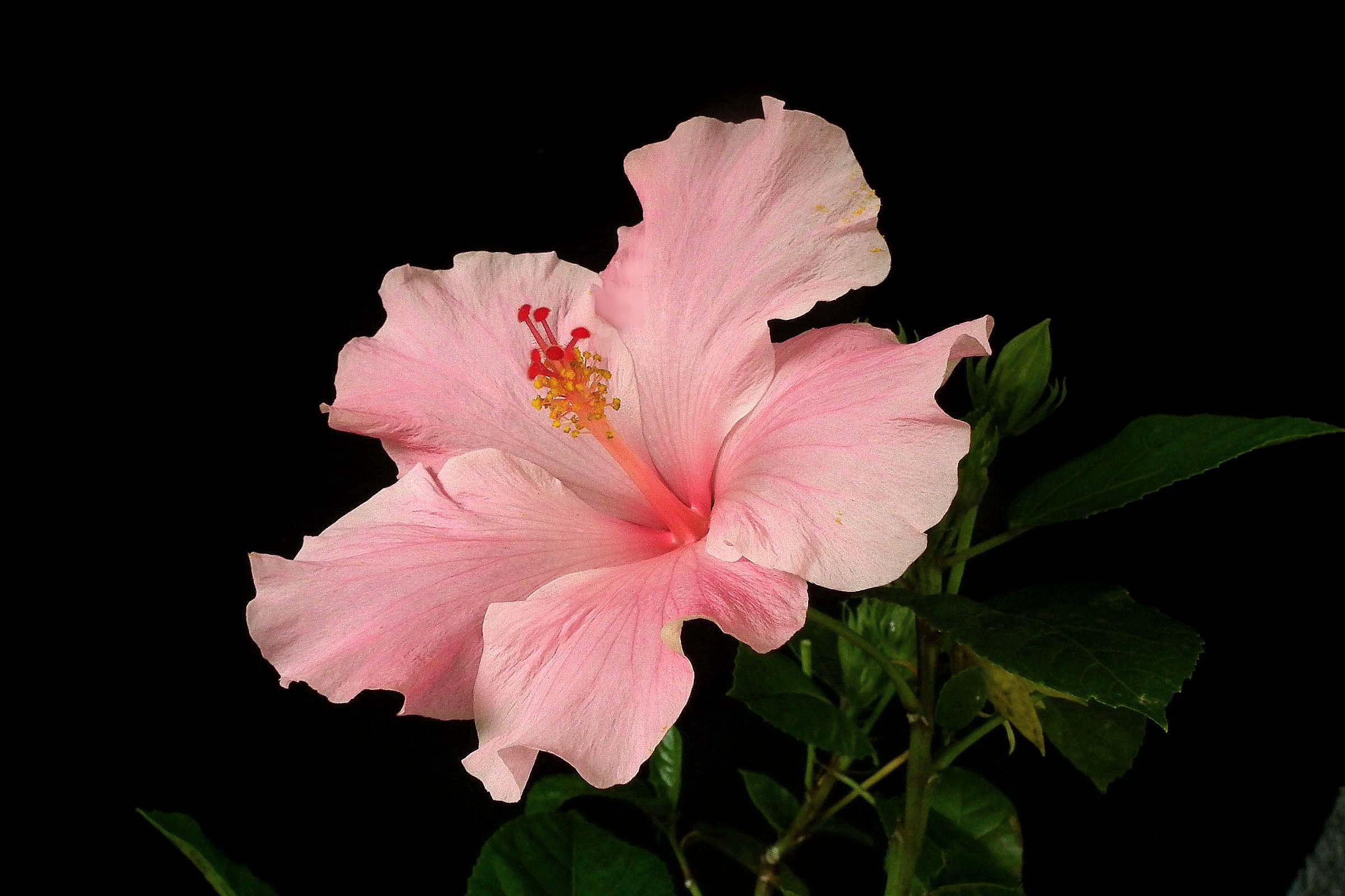 Download Pink Flower Flower Nature