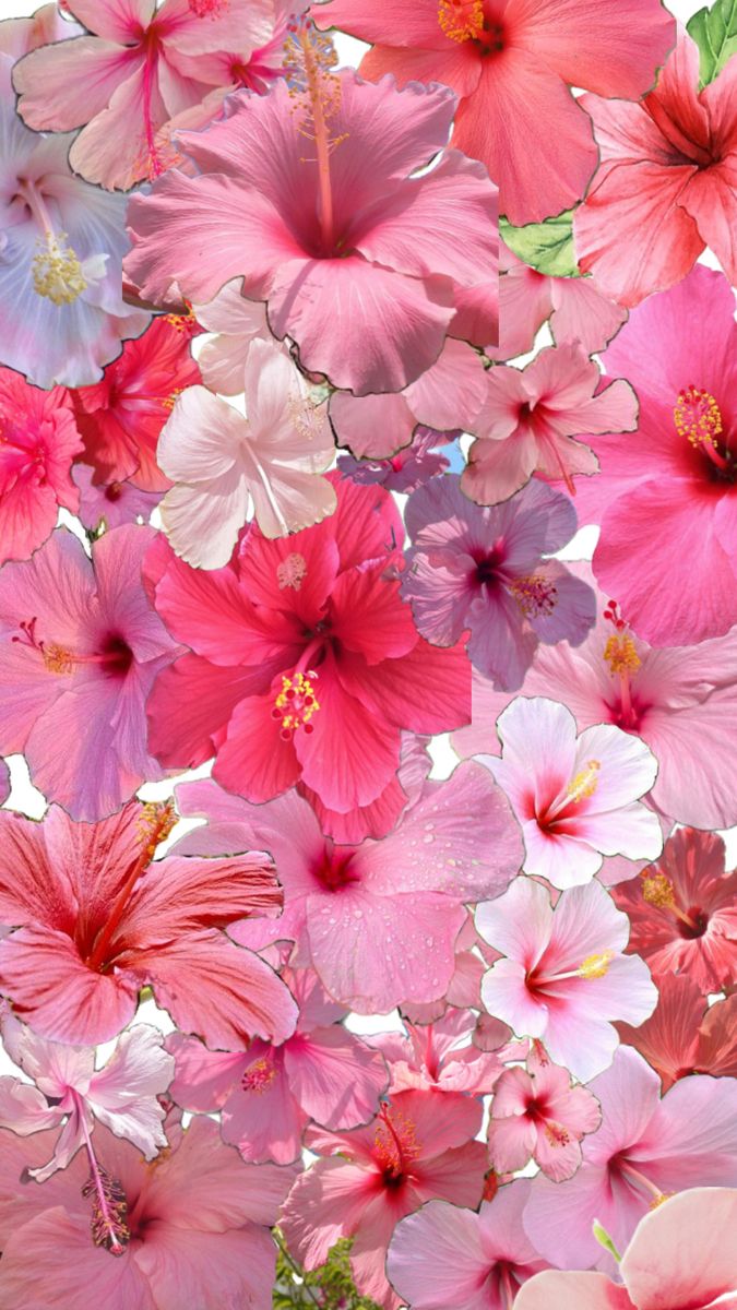 Pink Hibiscus Wallpapers Wallpaper Cave Pink Hibiscus Wallpapers Wallpaper Cave
