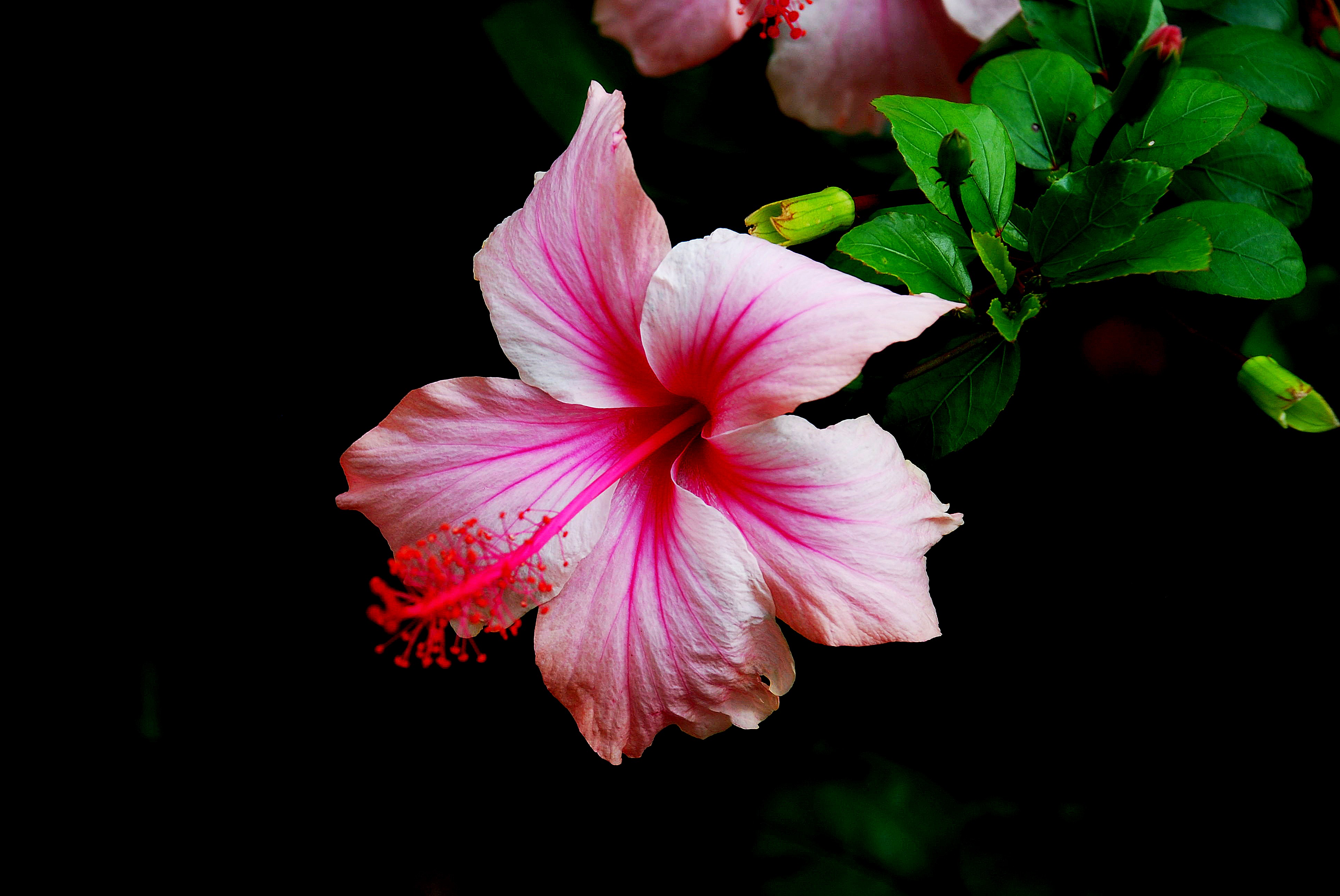 Pink Flower Flower Nature Hibiscus 4k
