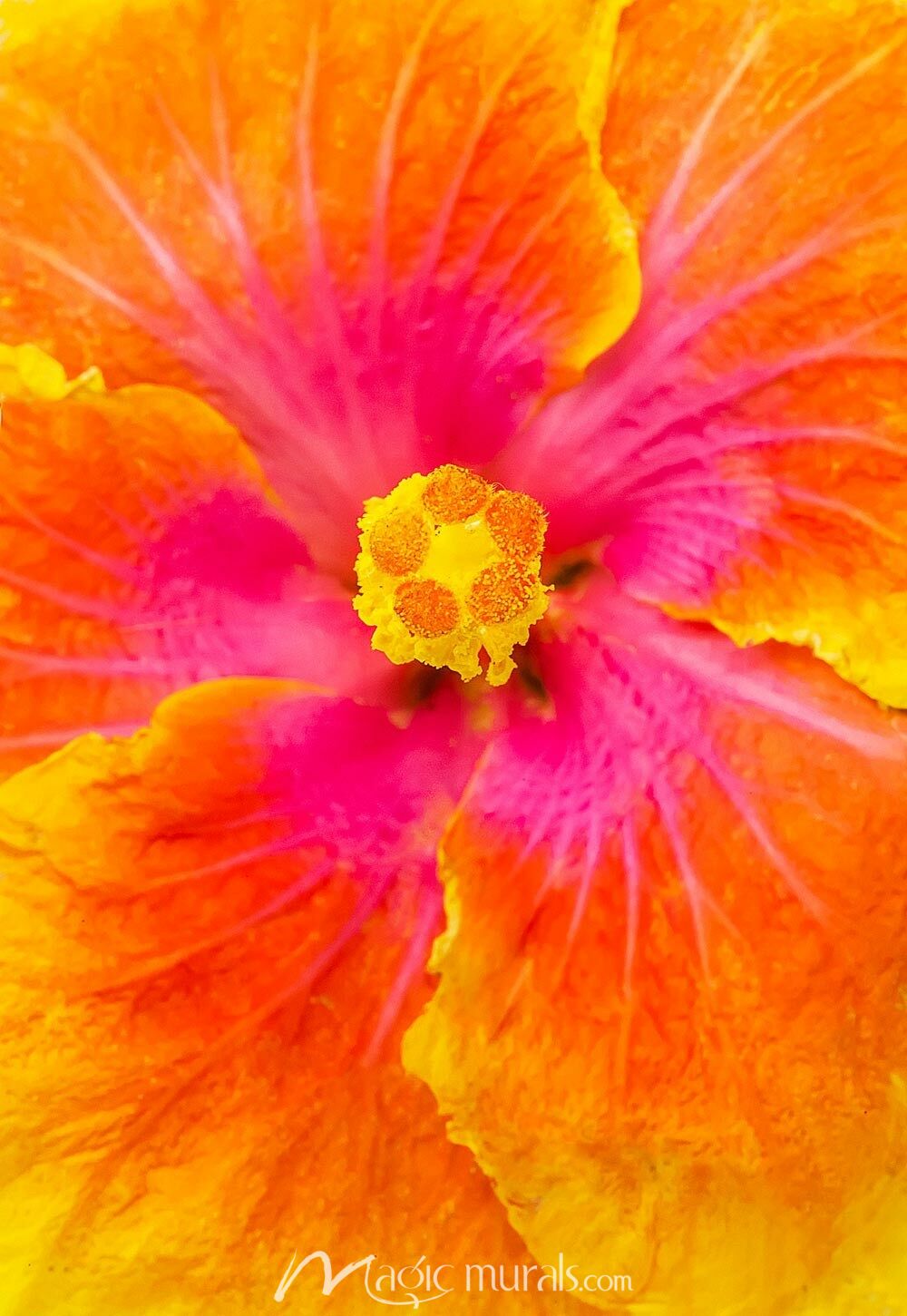 Pink Hibiscus Wallpaper Mural