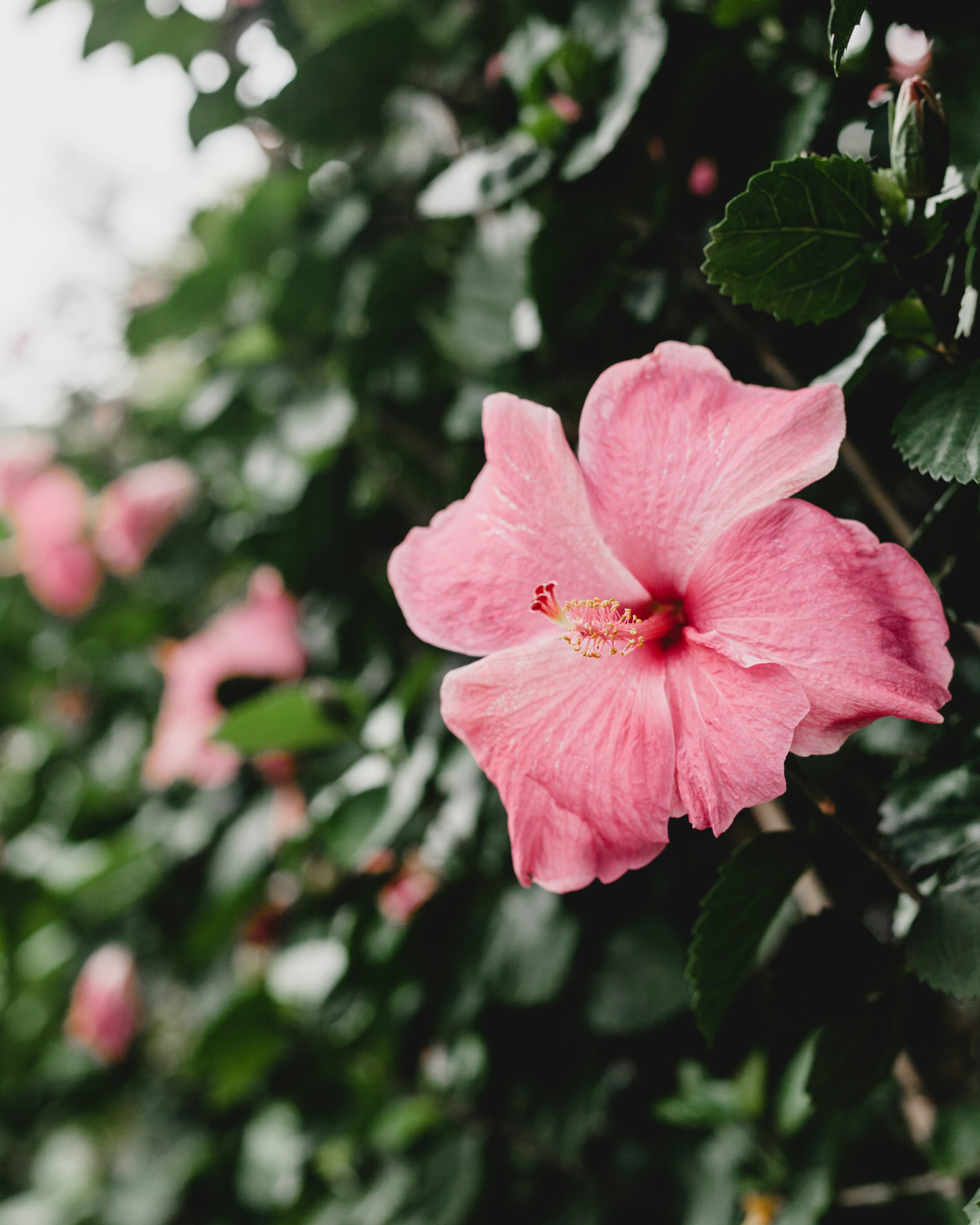 Pink Hibiscus Plants In Close Up