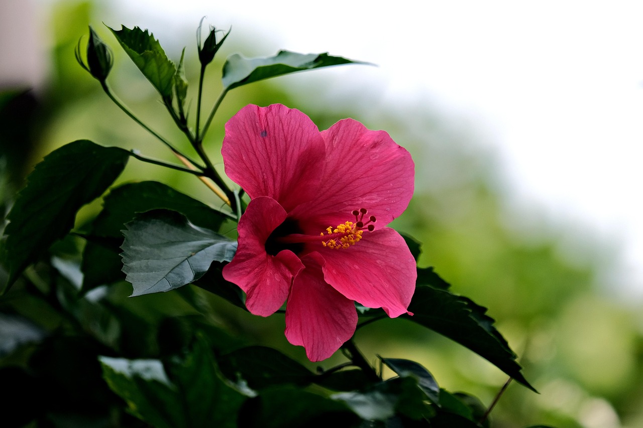 Pink Hibiscus Flower