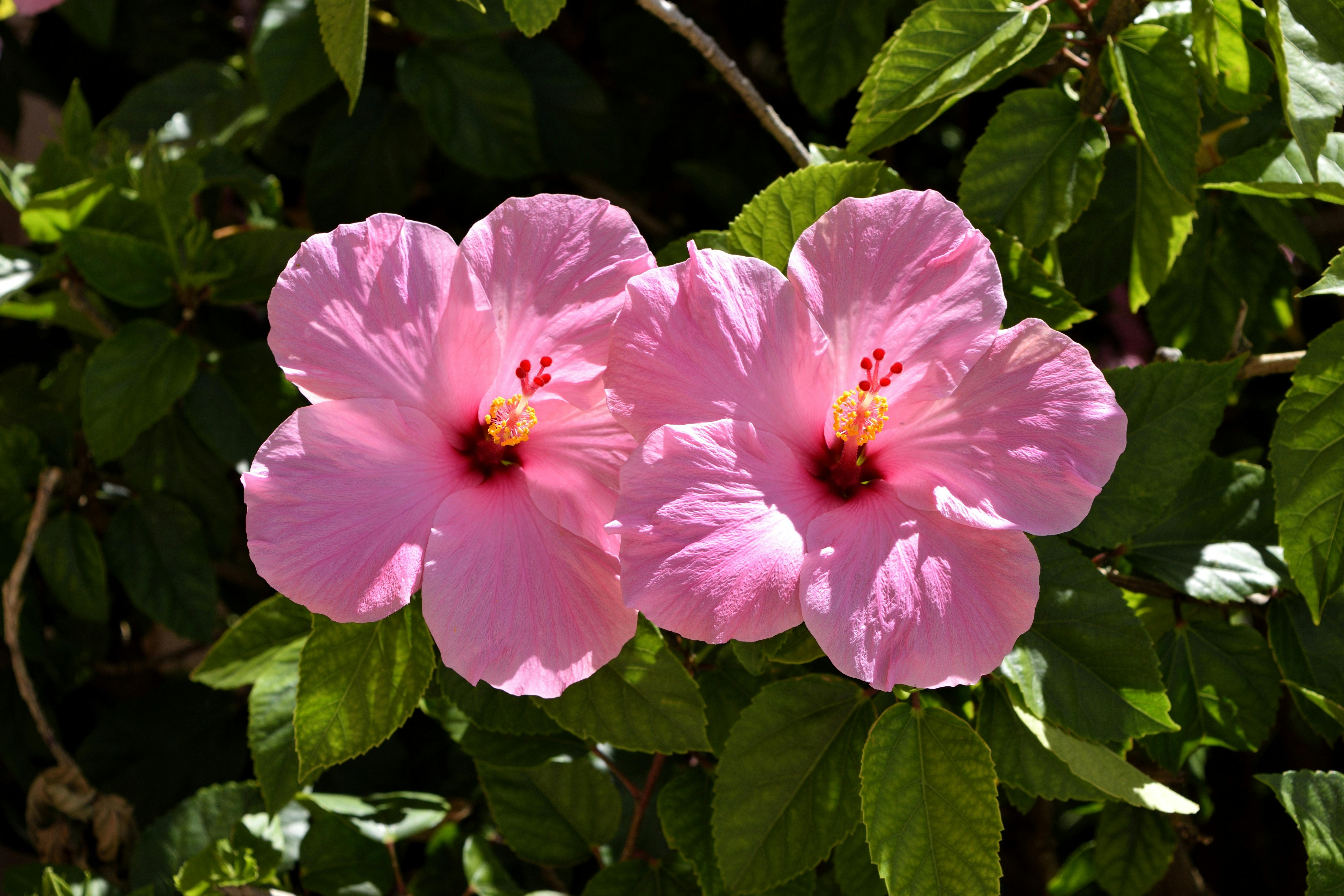Two Pink Hibiscus Flowers · Free Stock