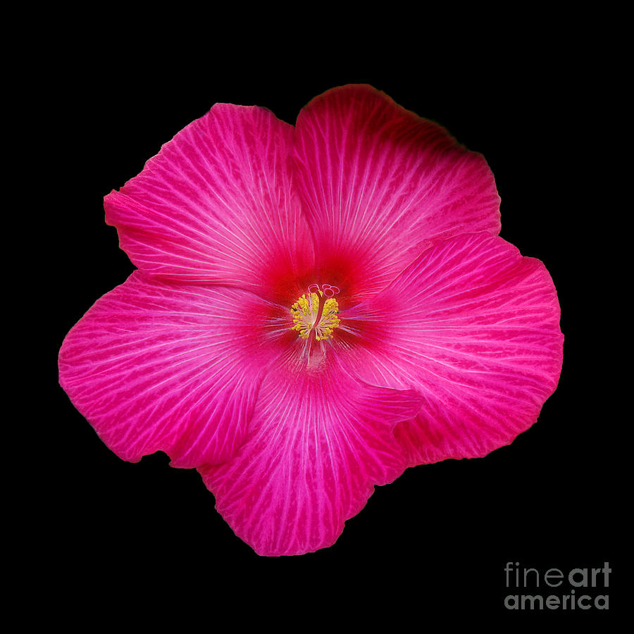 Hot Pink Hibiscus Photograph