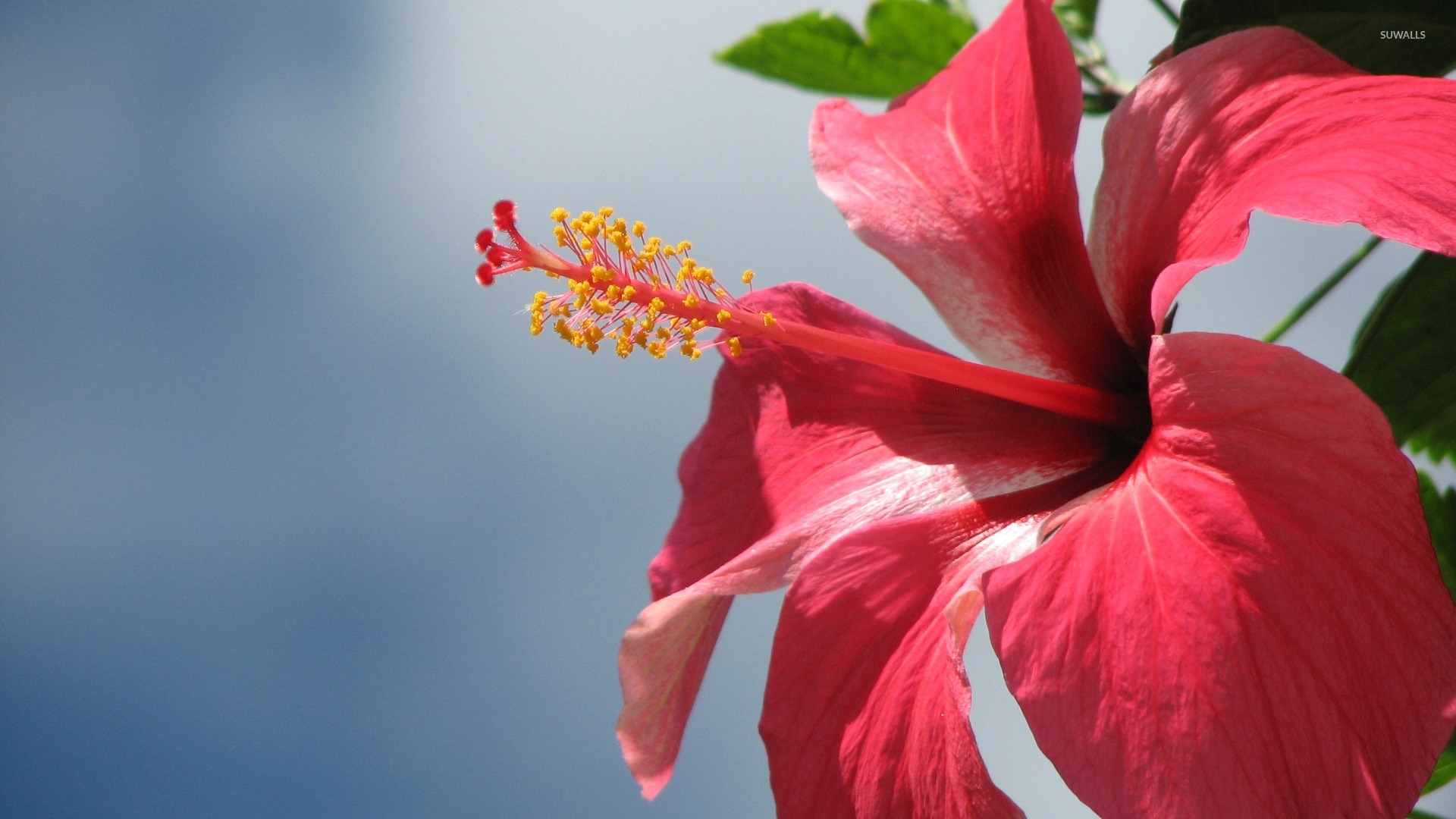 Pink Hibiscus wallpaper