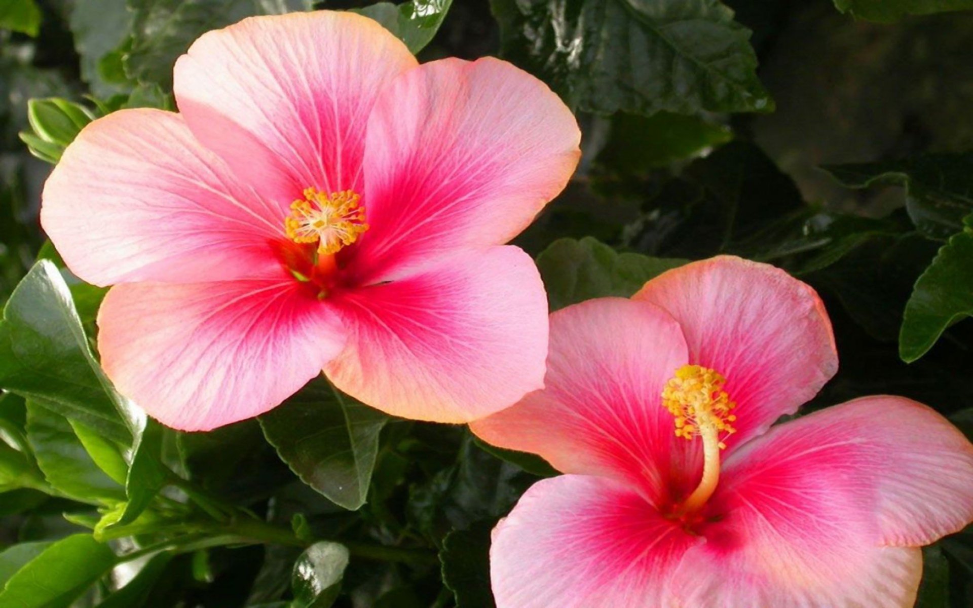 Flower Nature Hibiscus HD Wallpaper