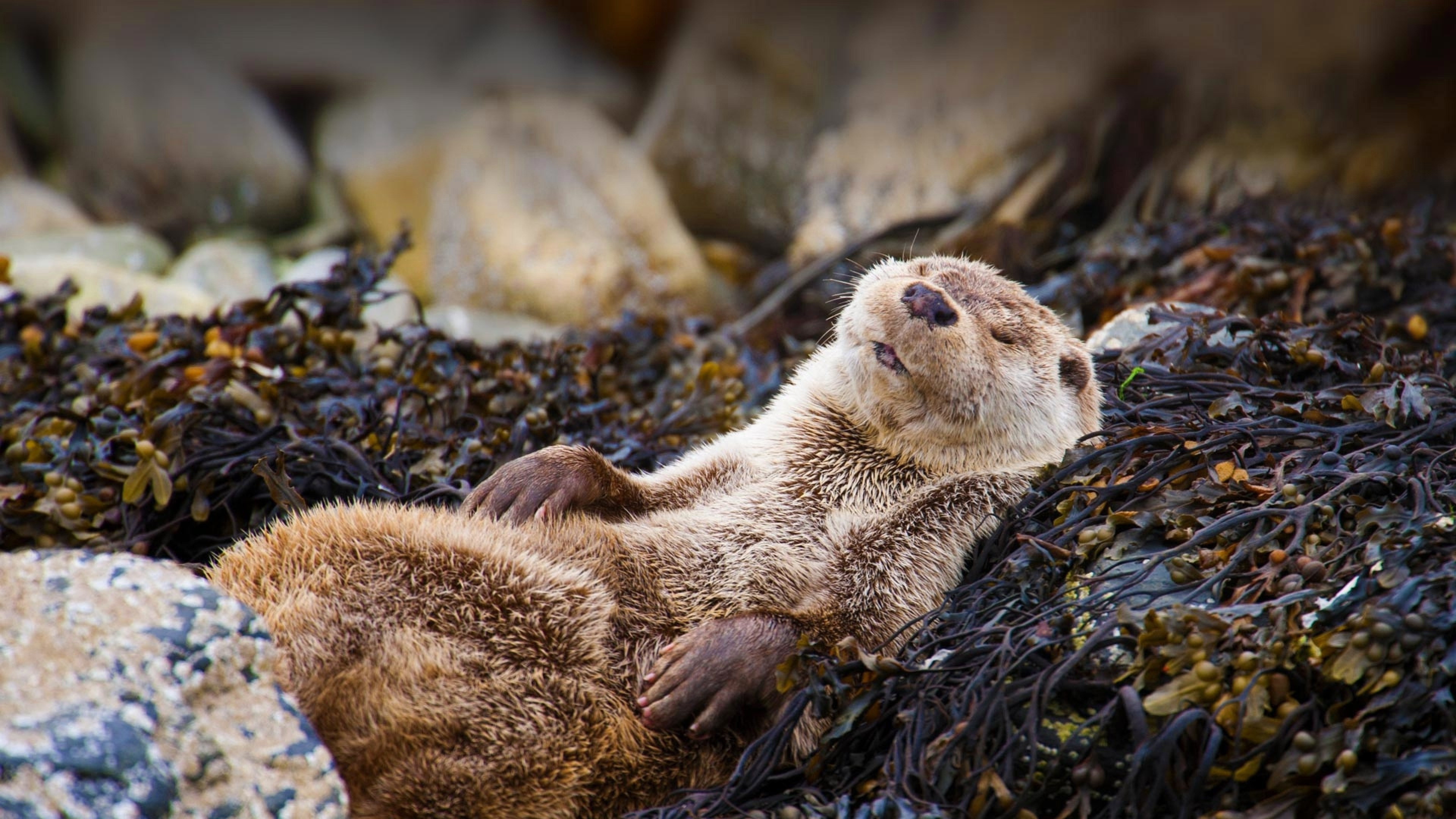 Otter Wallpaper