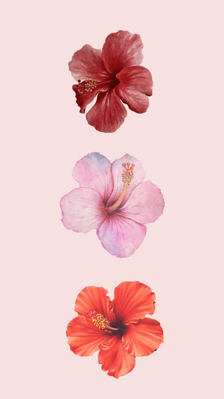 Hibiscus lockscreen wallpaper