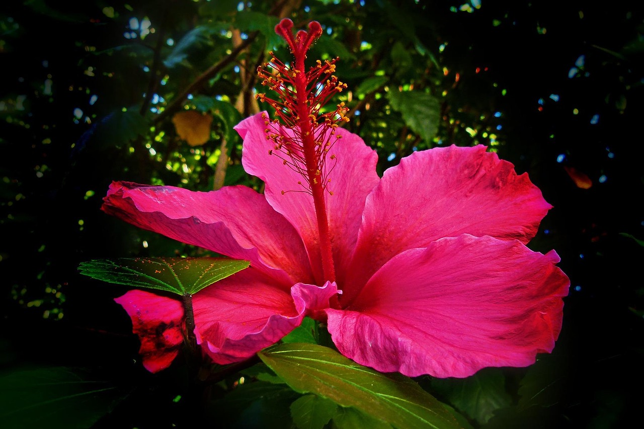 Hibiscus Flower Red Shoe photo