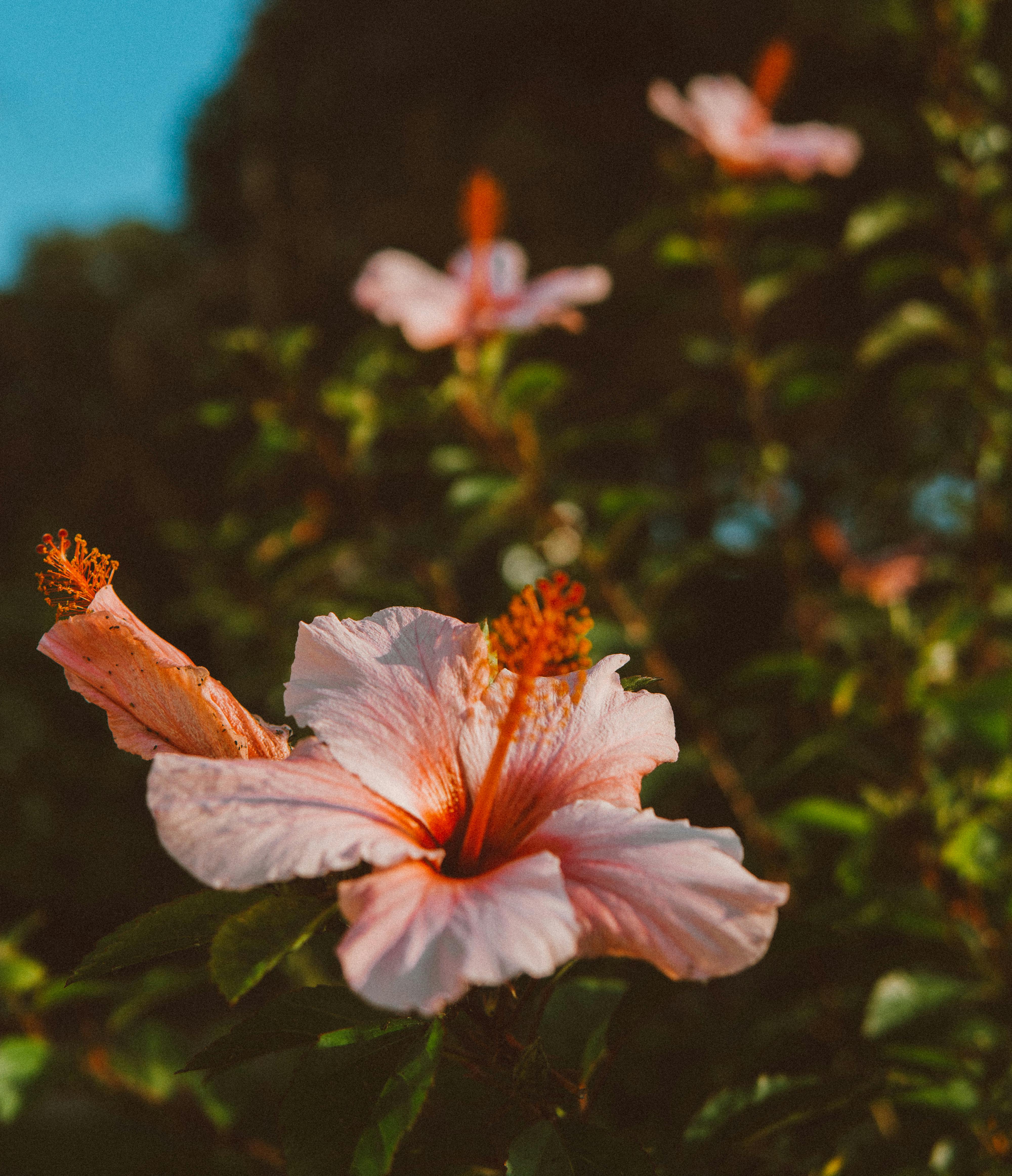 Pink Hibiscus Flower · Free