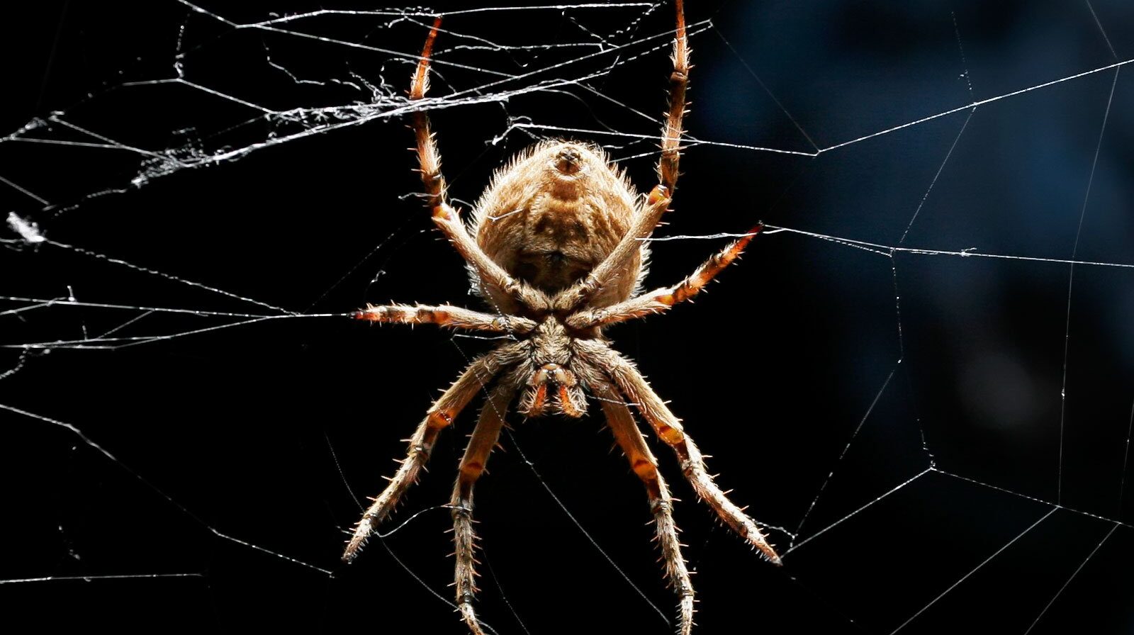 most dangerous Australian spiders