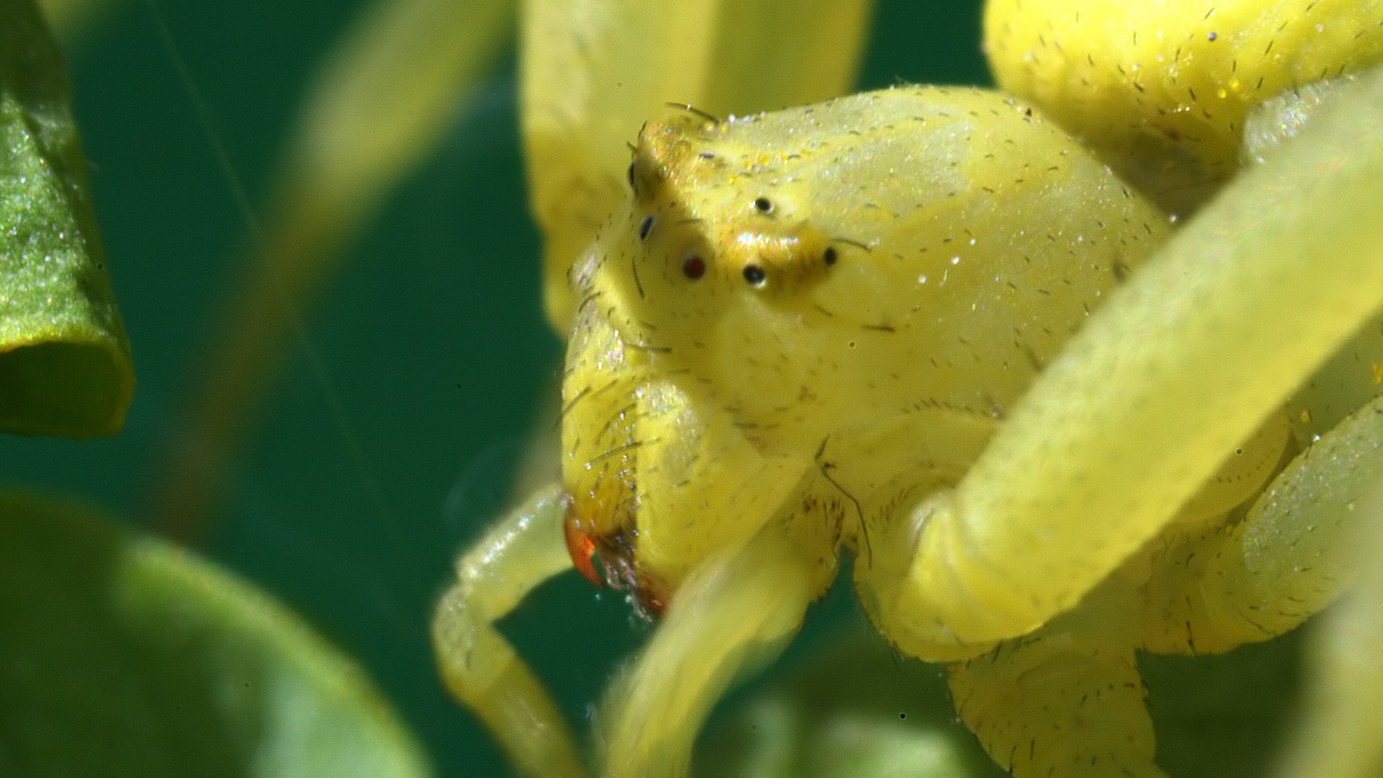 Download Animal Spider HD Wallpaper