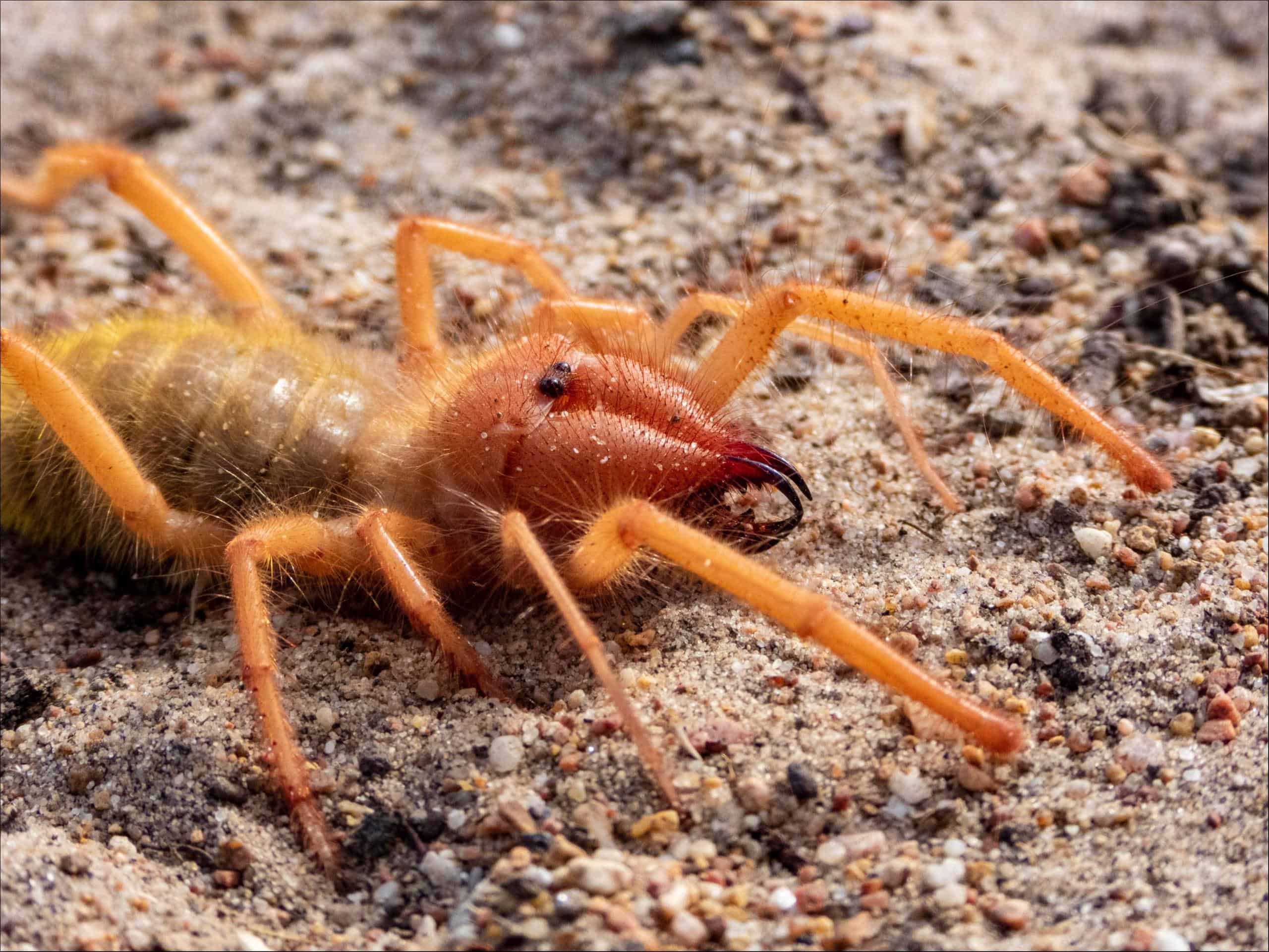 Camel Spider Animal Facts Z Animals