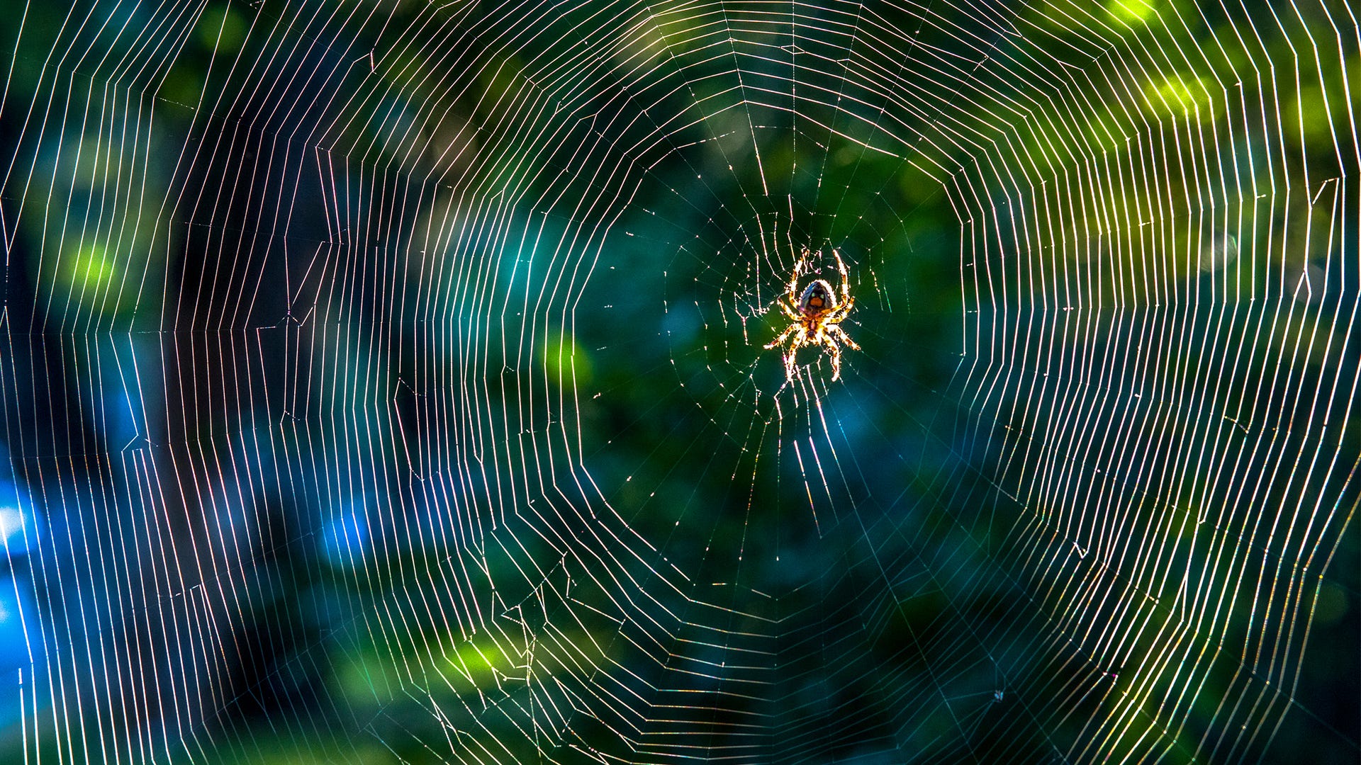IDing Spiders by their Web Shape