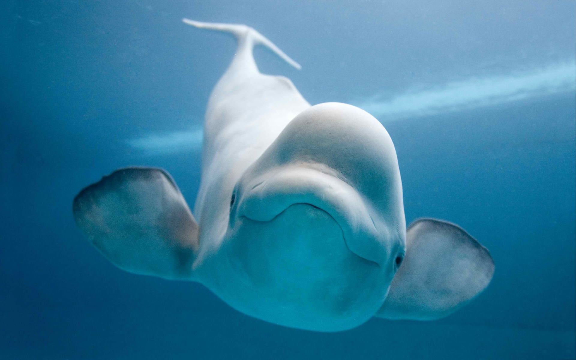 Wallpaper White, Ocean, Beluga, Whale