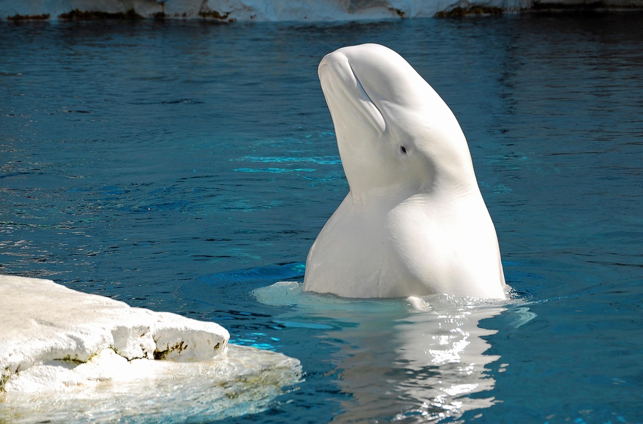 Beluga Whale Water Animal photo