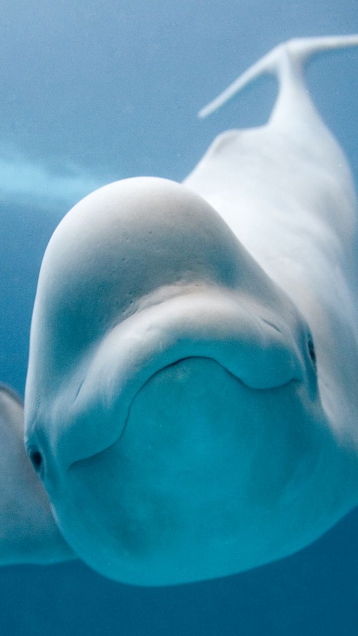 Beluga whale, Beluga whale funny, Whale