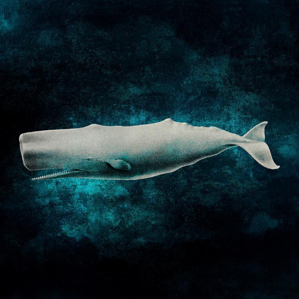 Photo of White Sperm Whale in the Deep