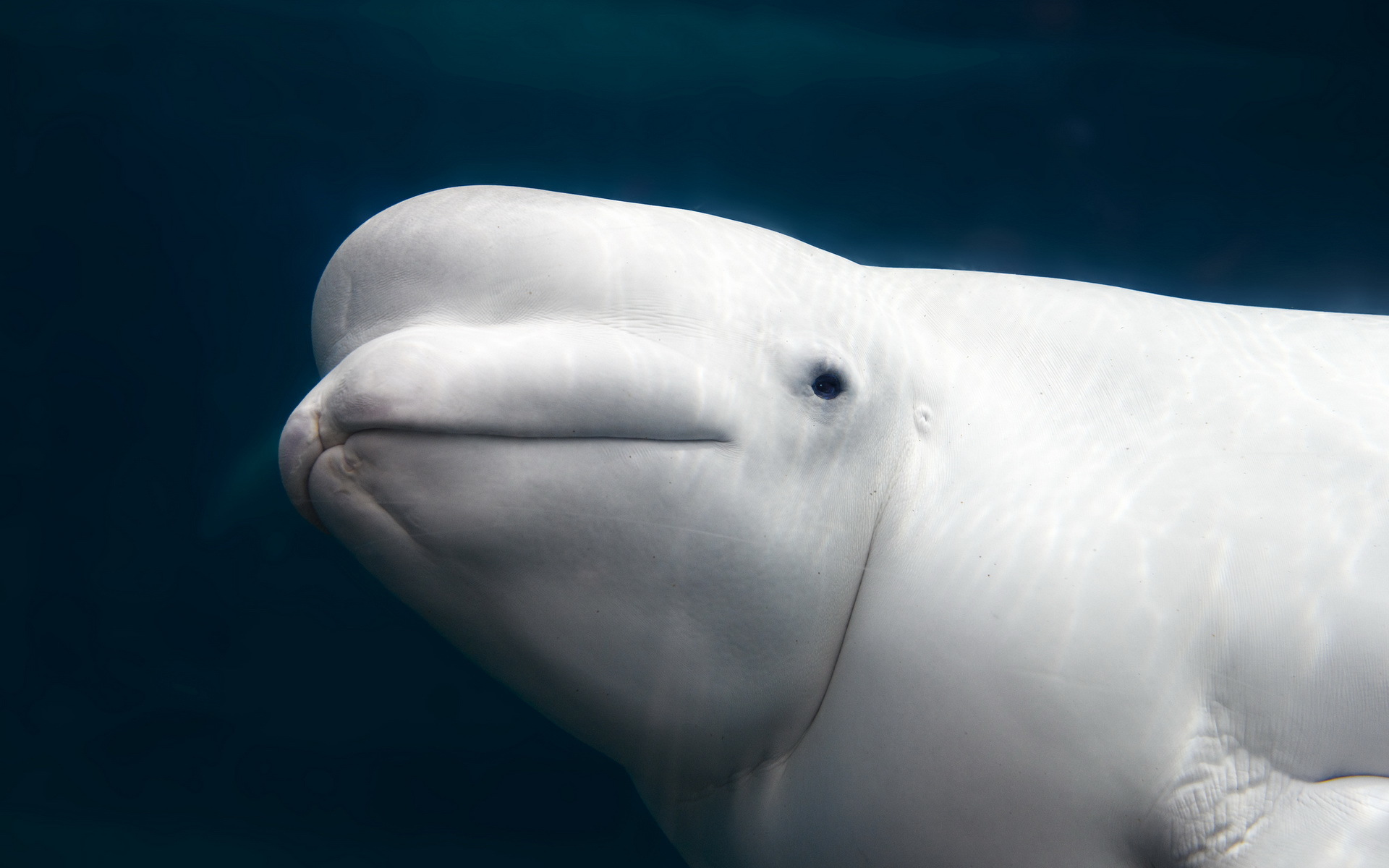 Download Animal Beluga Whale HD Wallpaper