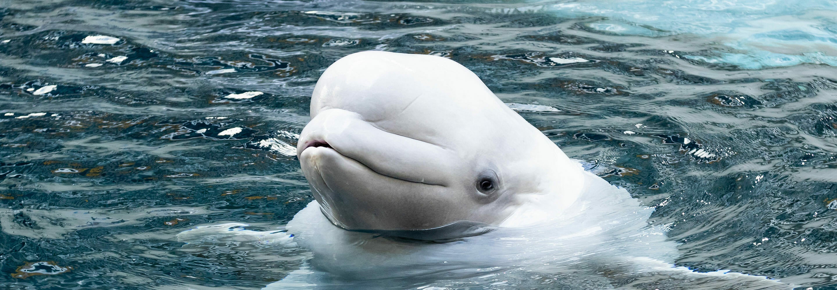 Beluga Paintings
