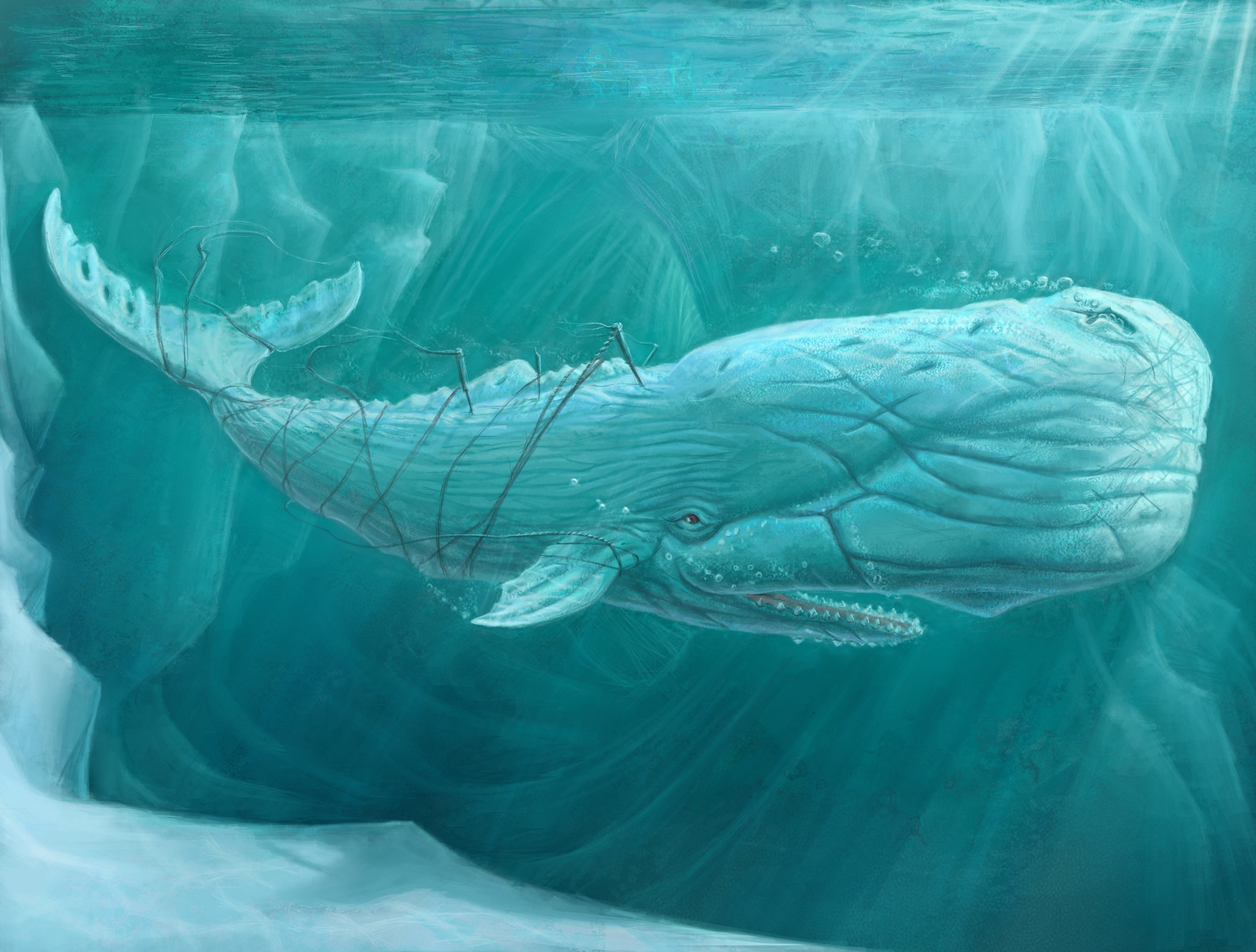 Wallpaper sea, kit, under water, art