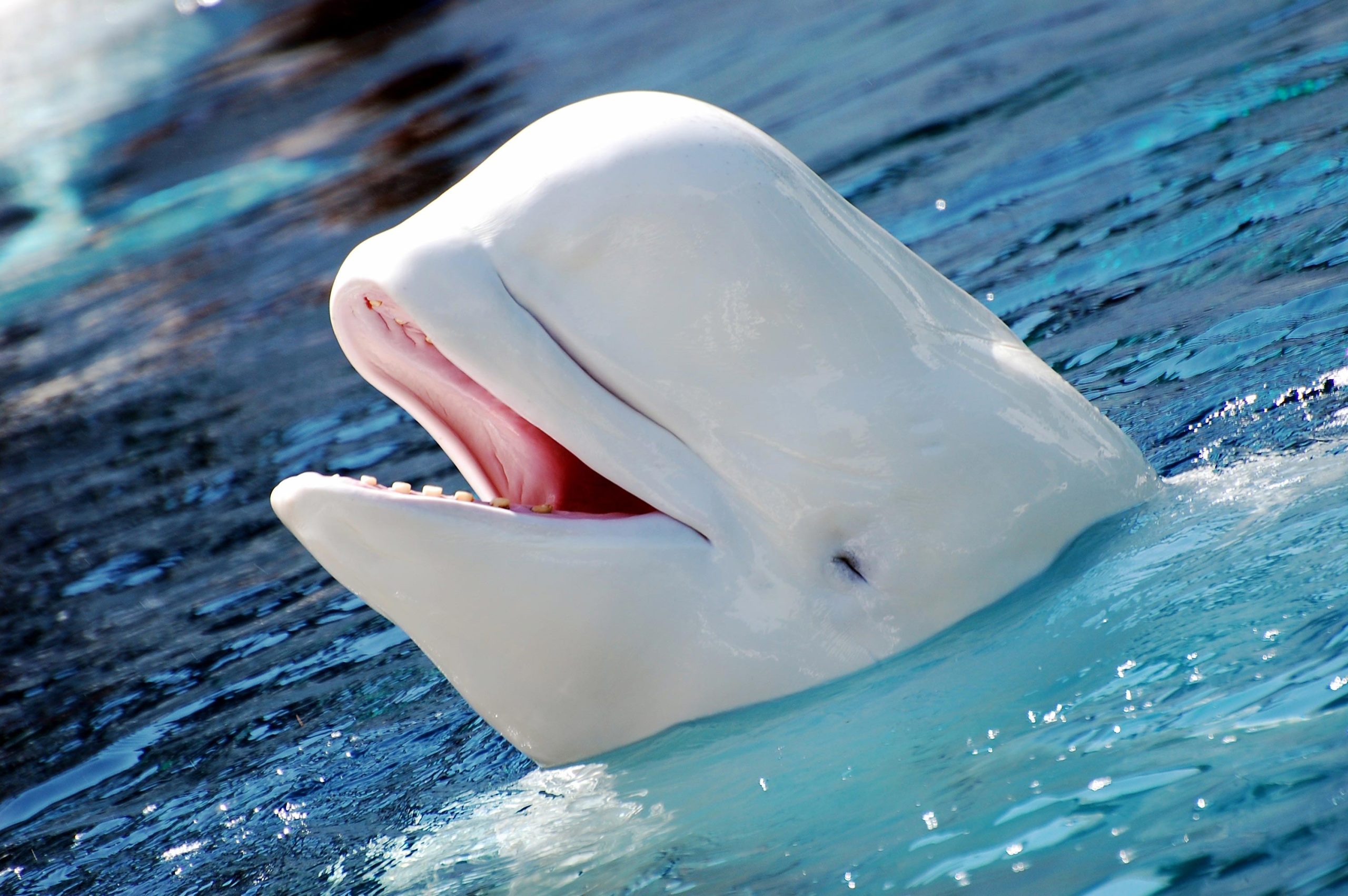 Captive Beluga Whale Was Able to Mimic