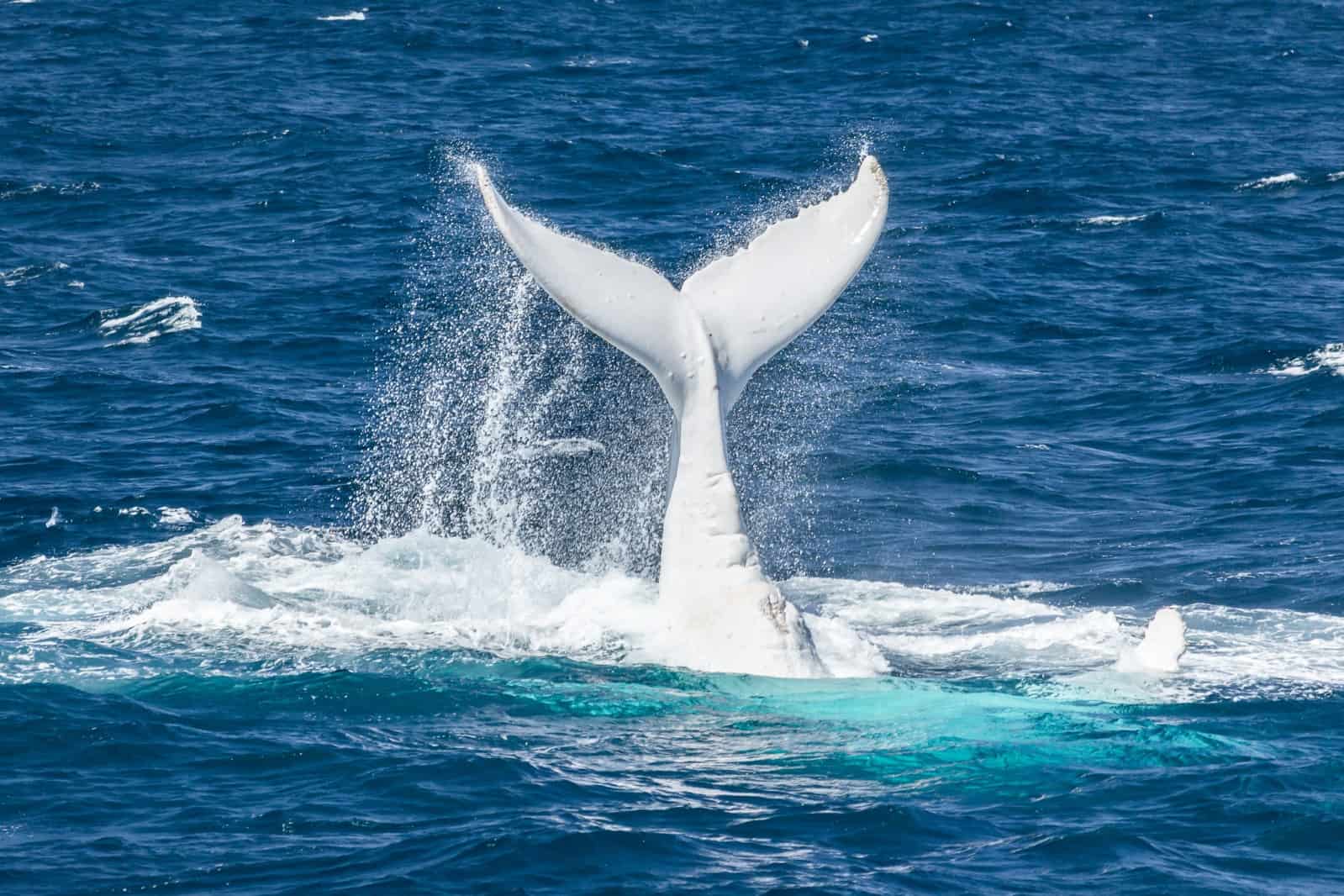 Migaloo White Whale Gower