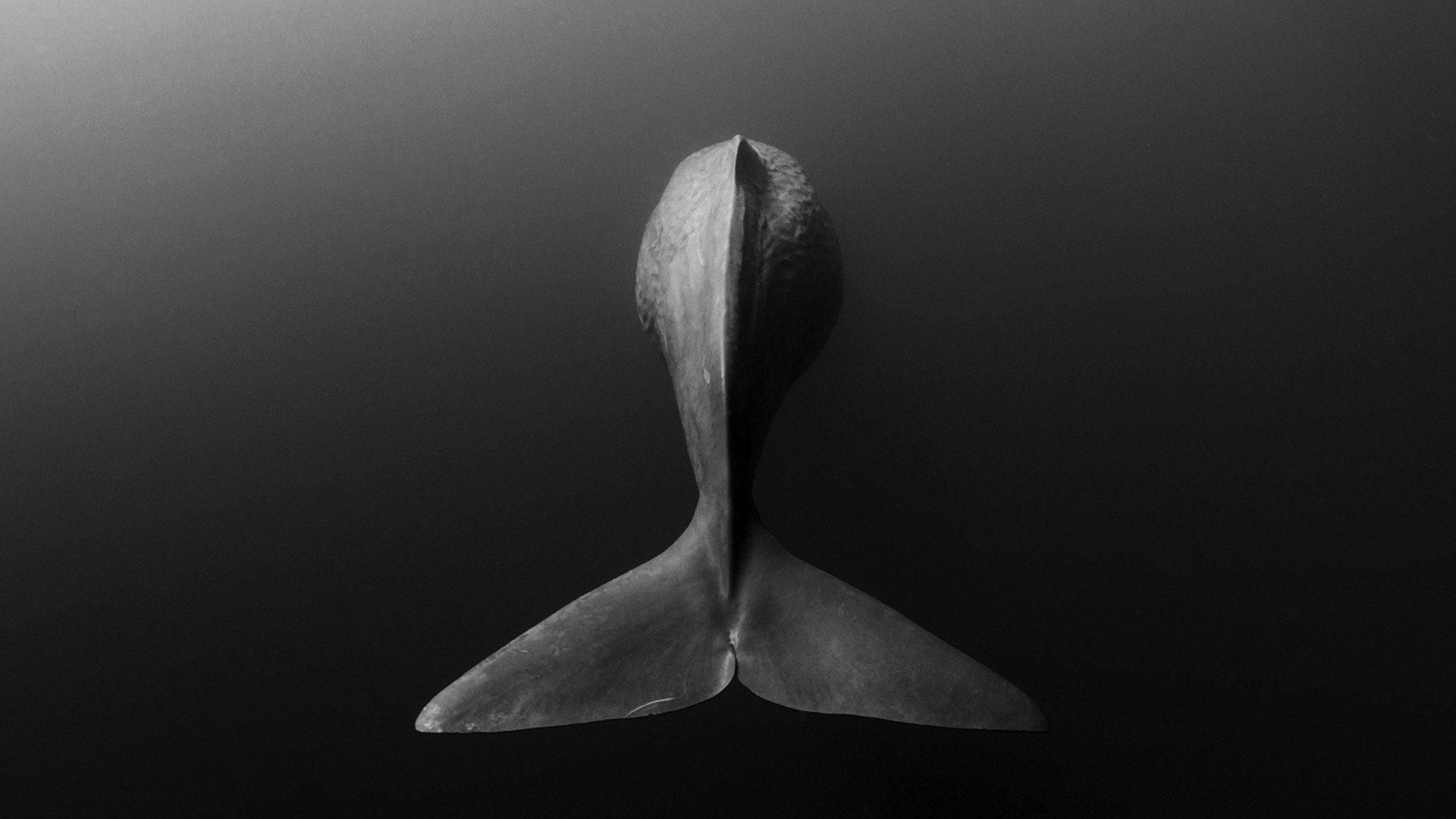 Download Animal Whale HD Wallpaper