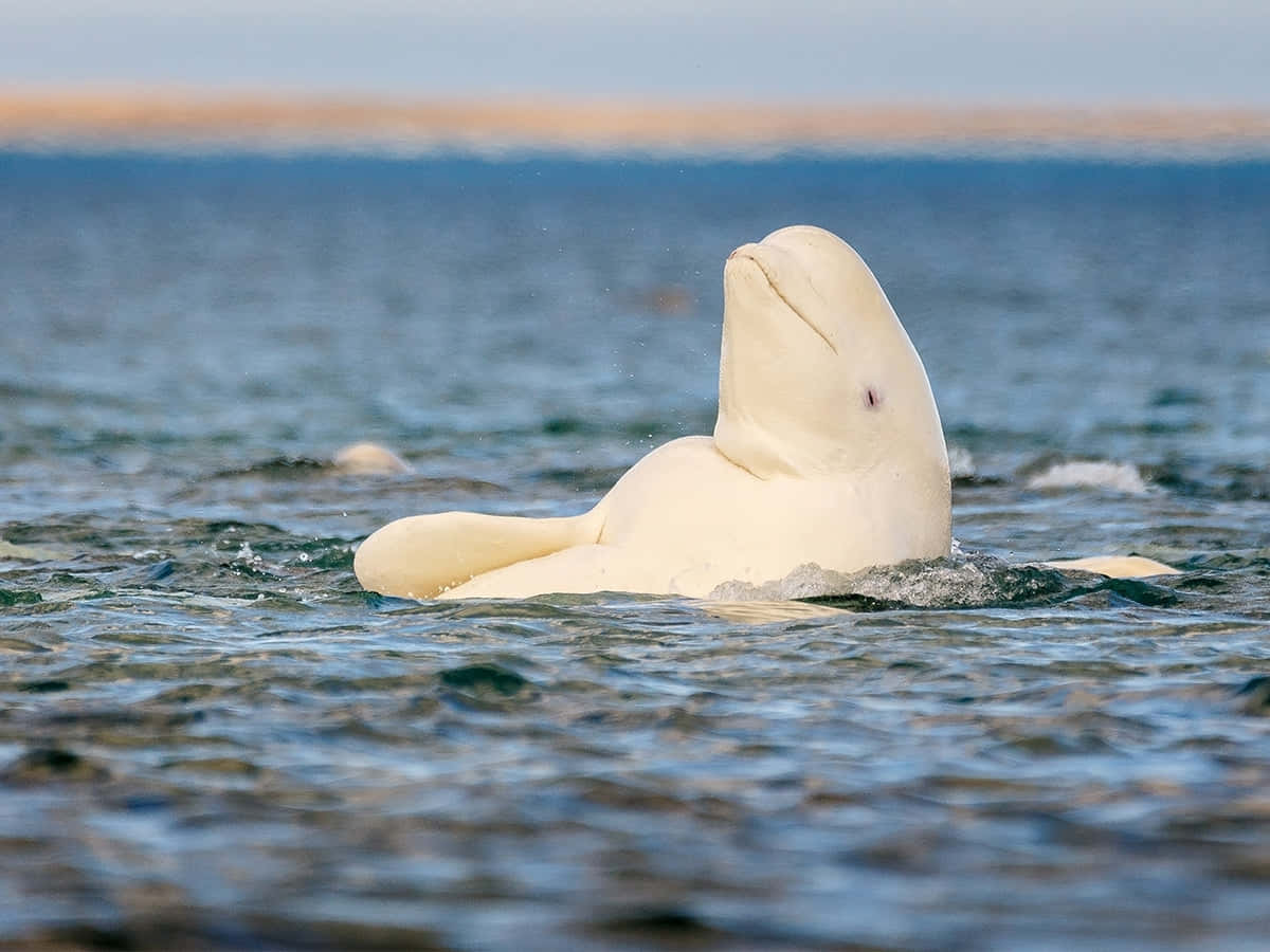 Beluga Whale Wallpaper