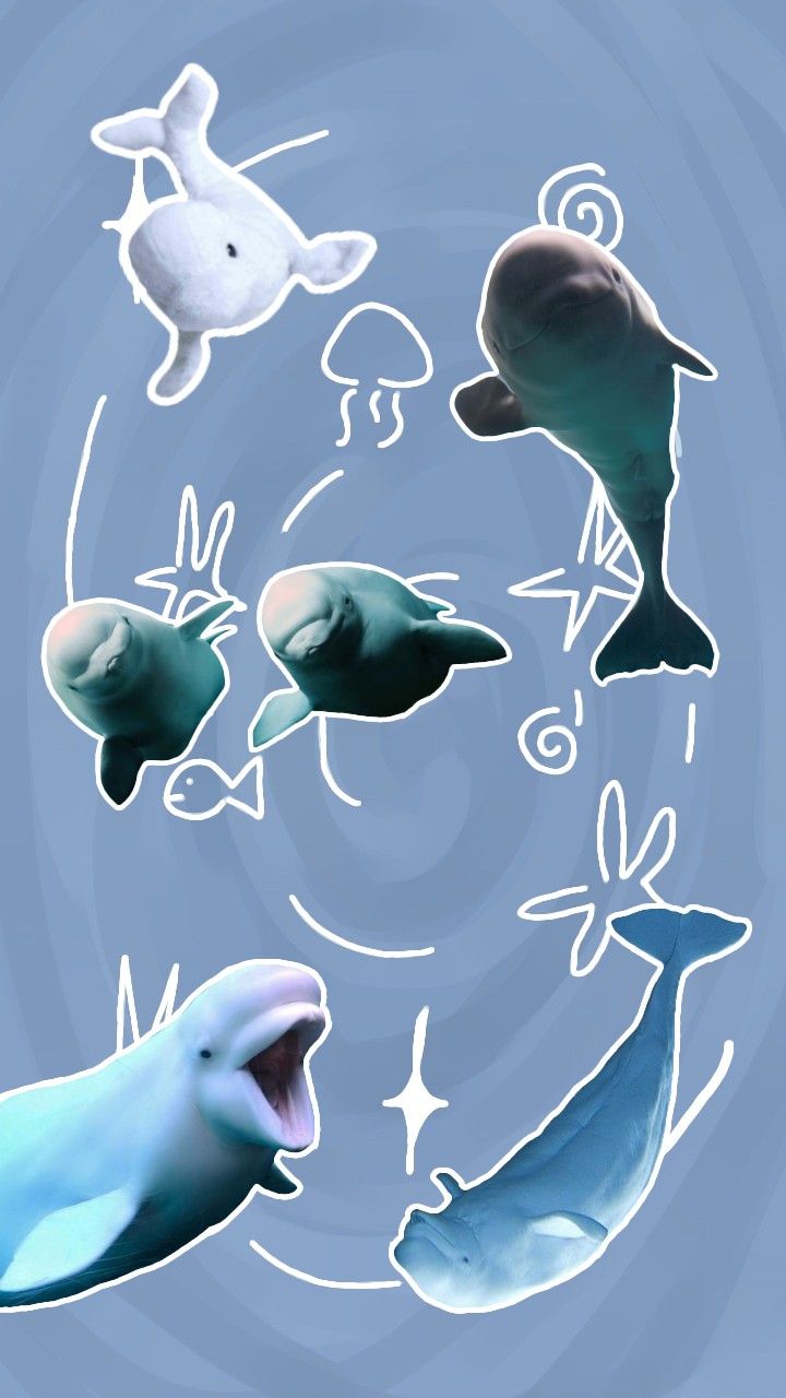Beluga whale wallpaper